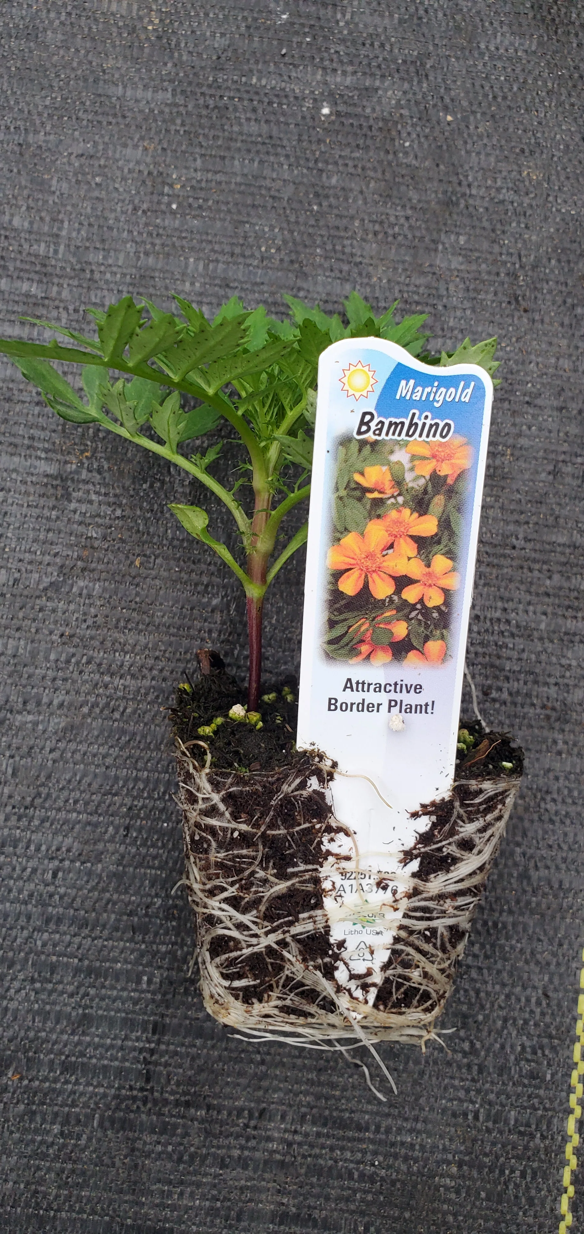 Marigold Bambino - Image 3