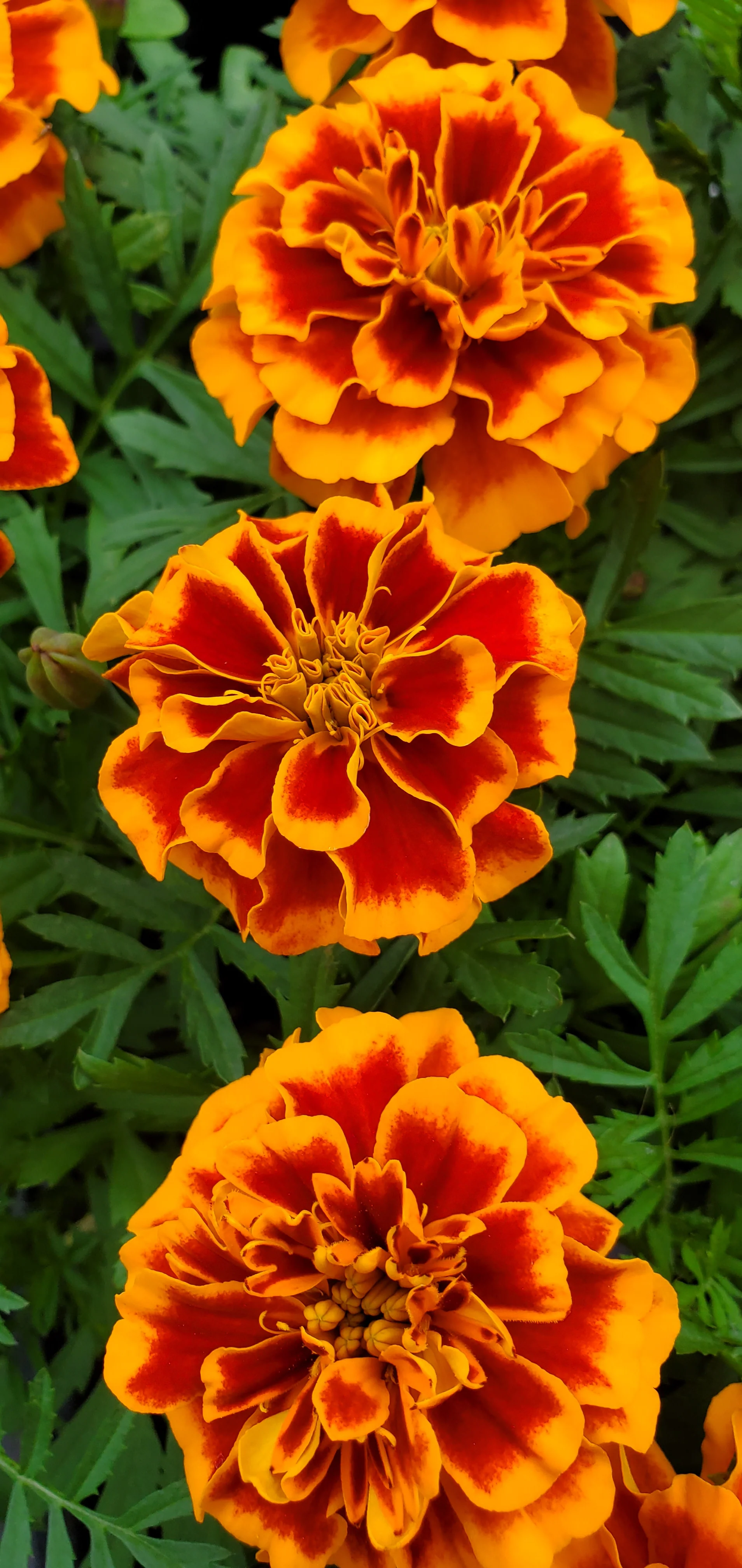 Marigold Bonanza Flame