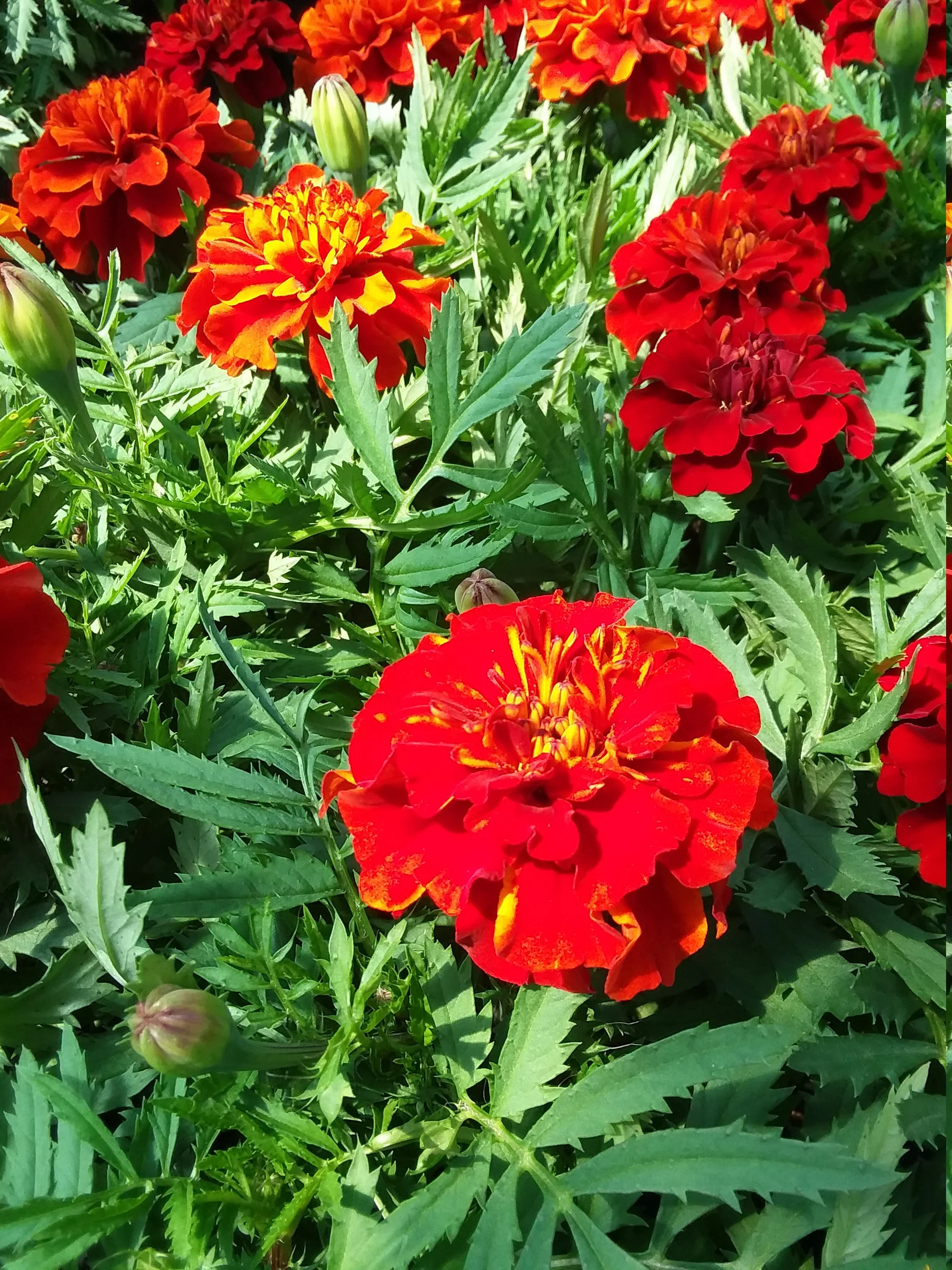 Marigold Fireball