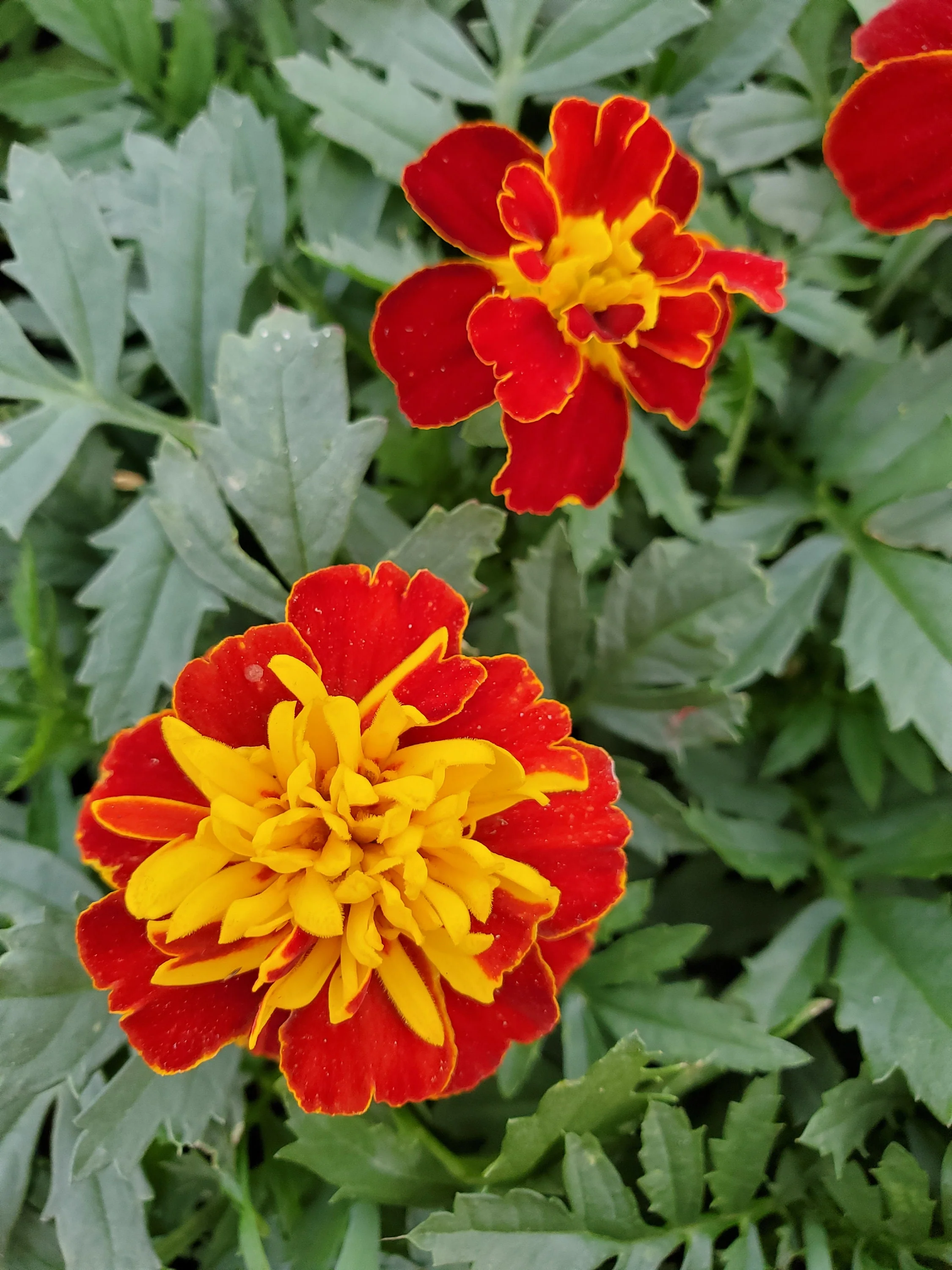 Marigold Hero Super Spry