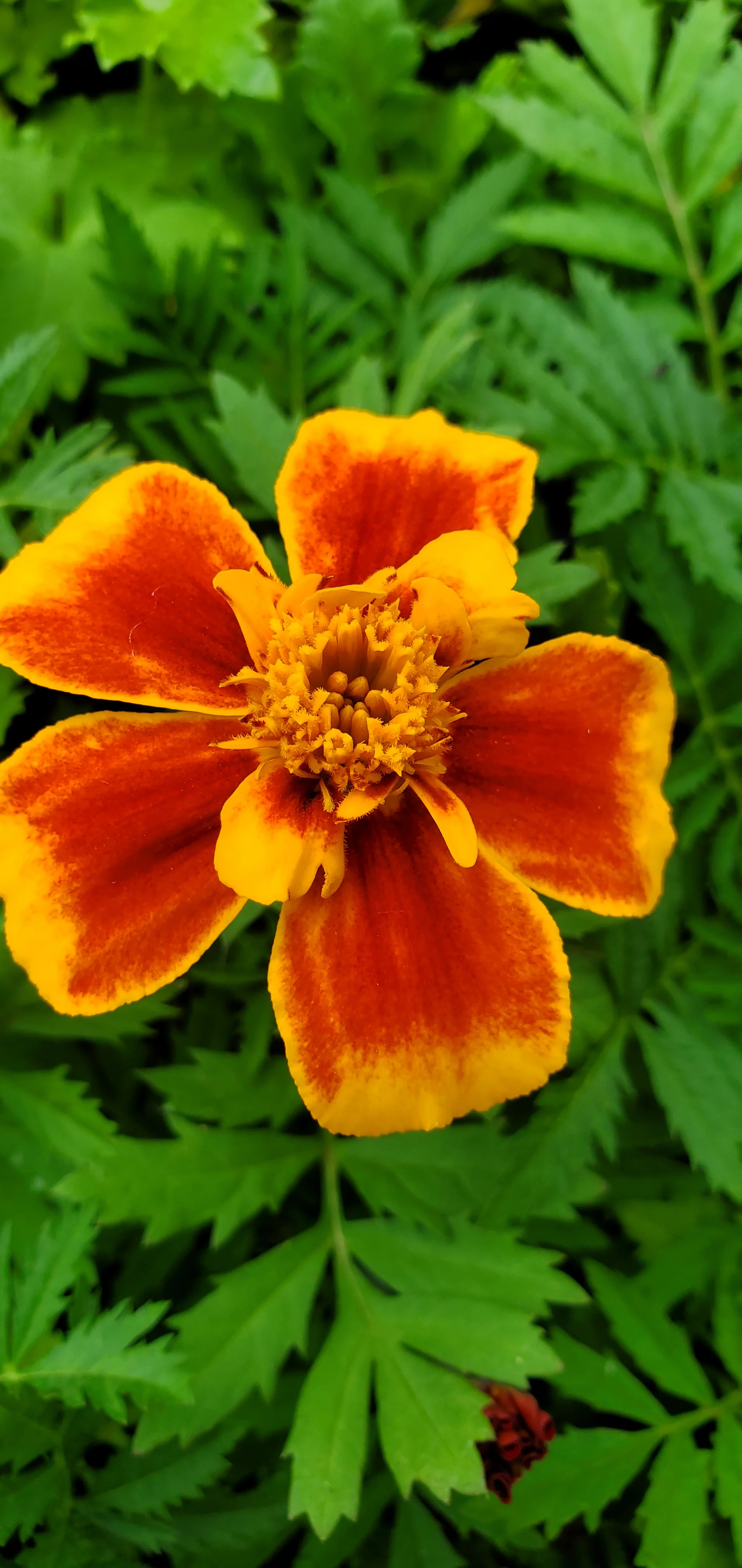 Marigold Queen Sophia