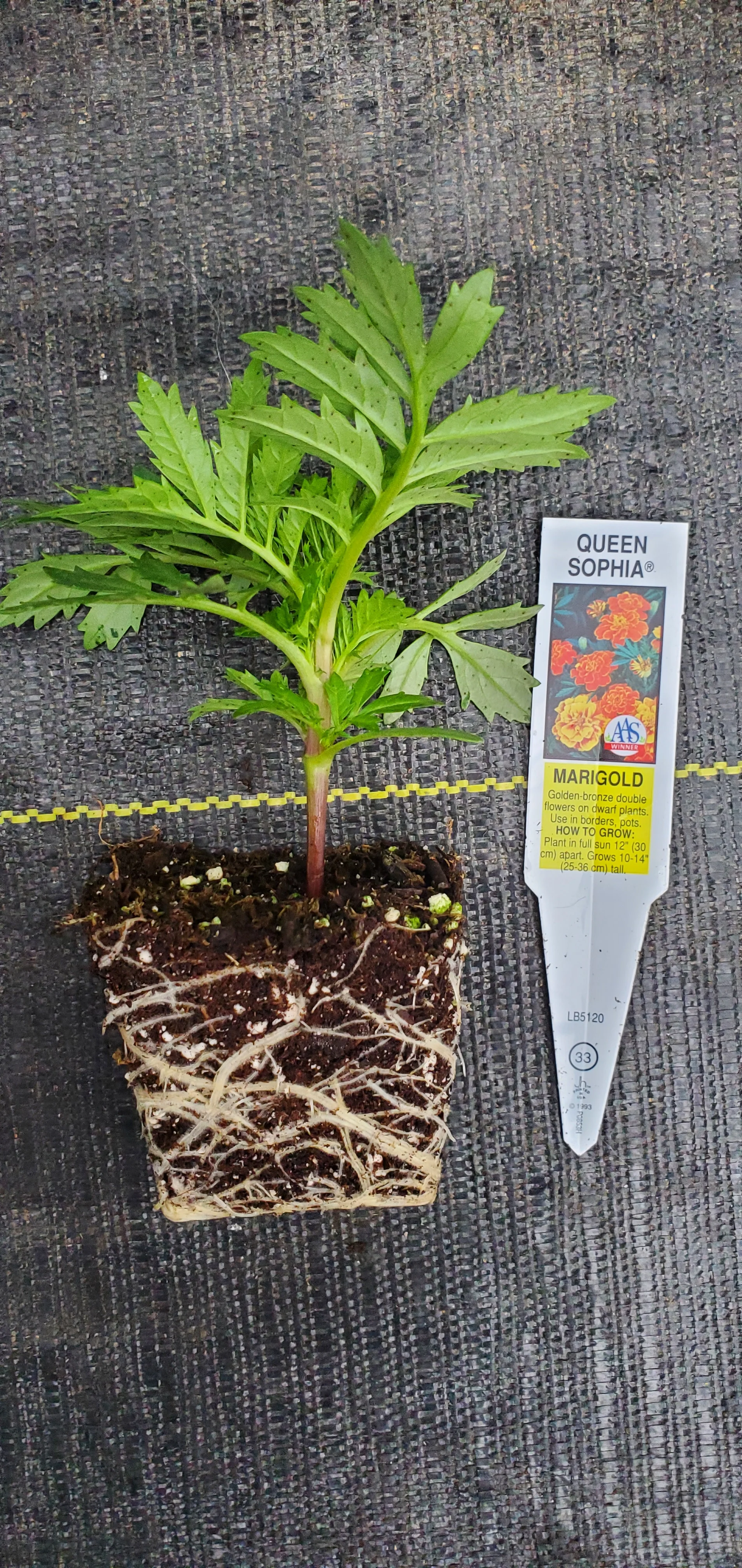 Marigold Queen Sophia - Image 3