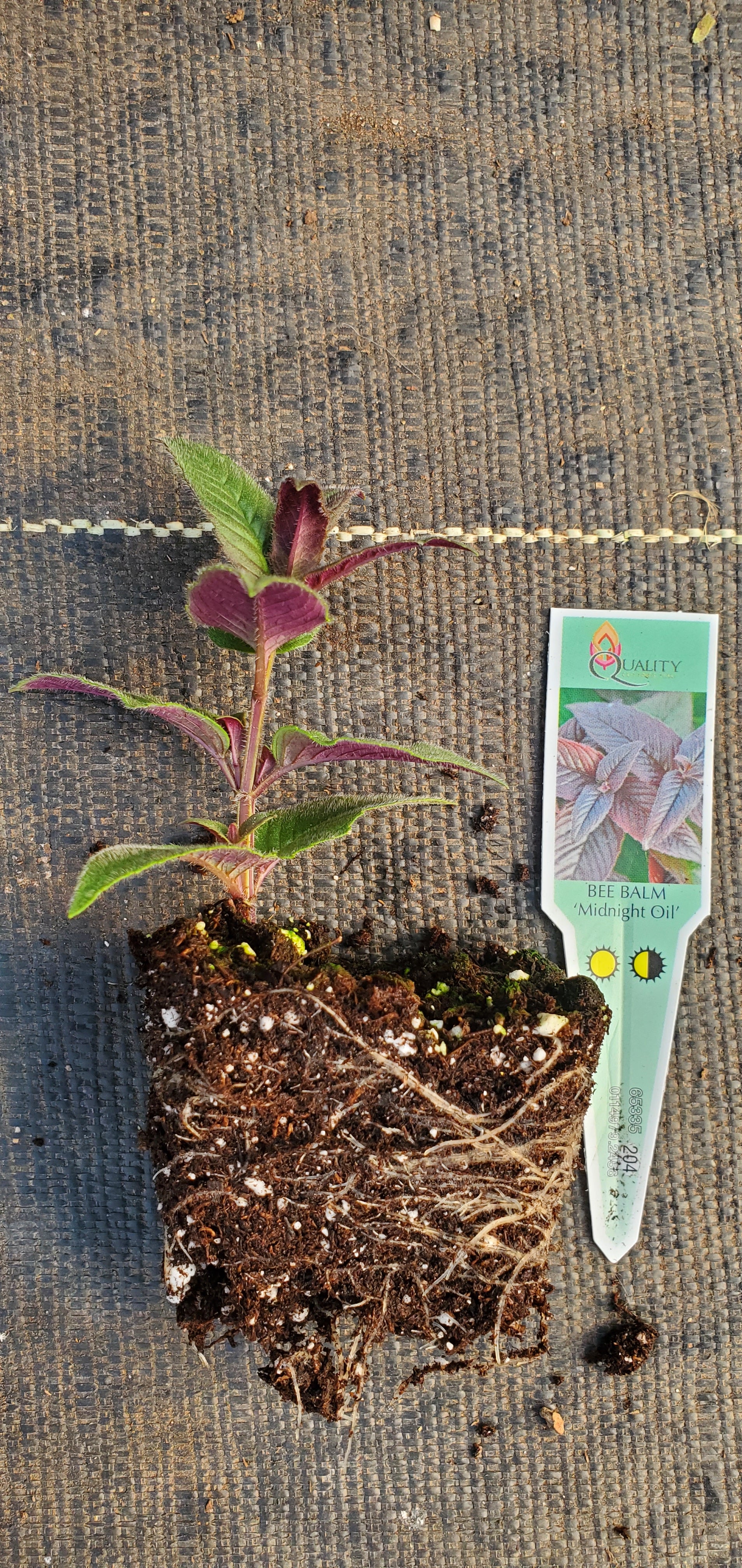 Midnight Oil Beebalm Monarda Bradburiana - Image 3