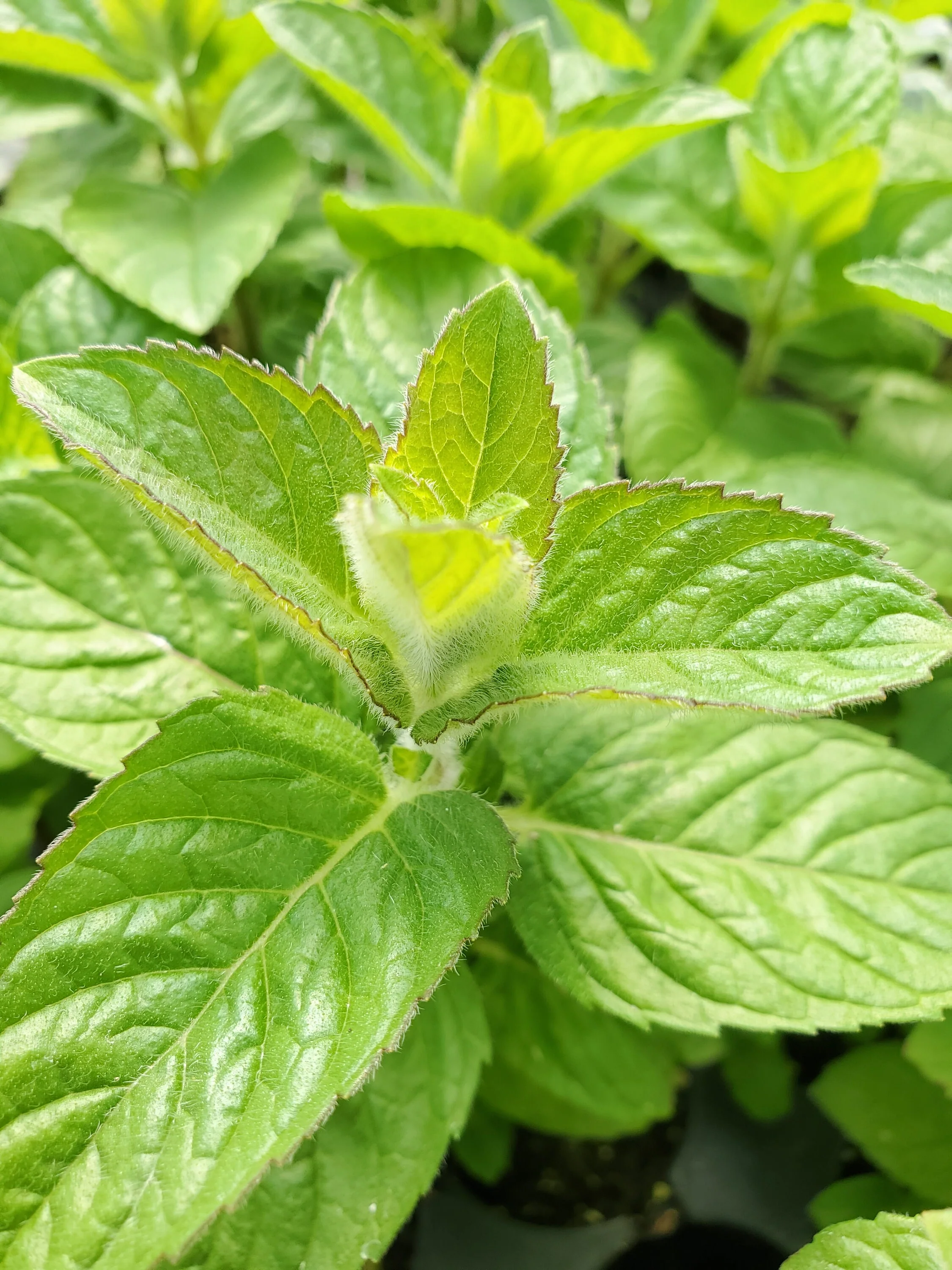 Mint Candypuffs