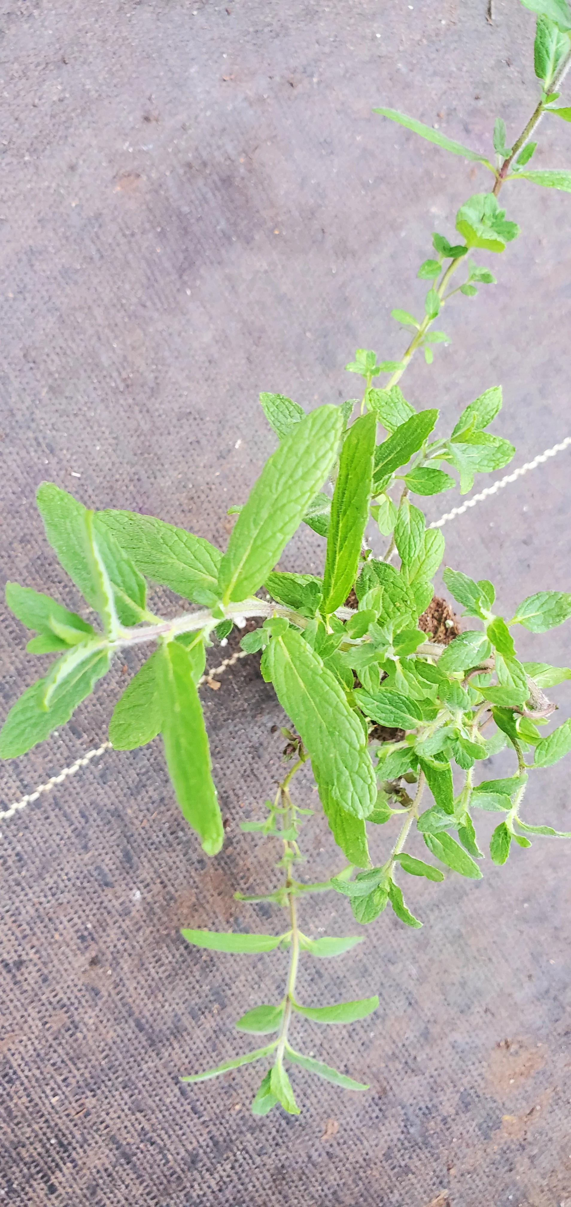 Mint of Israel mentha spicata - Image 2