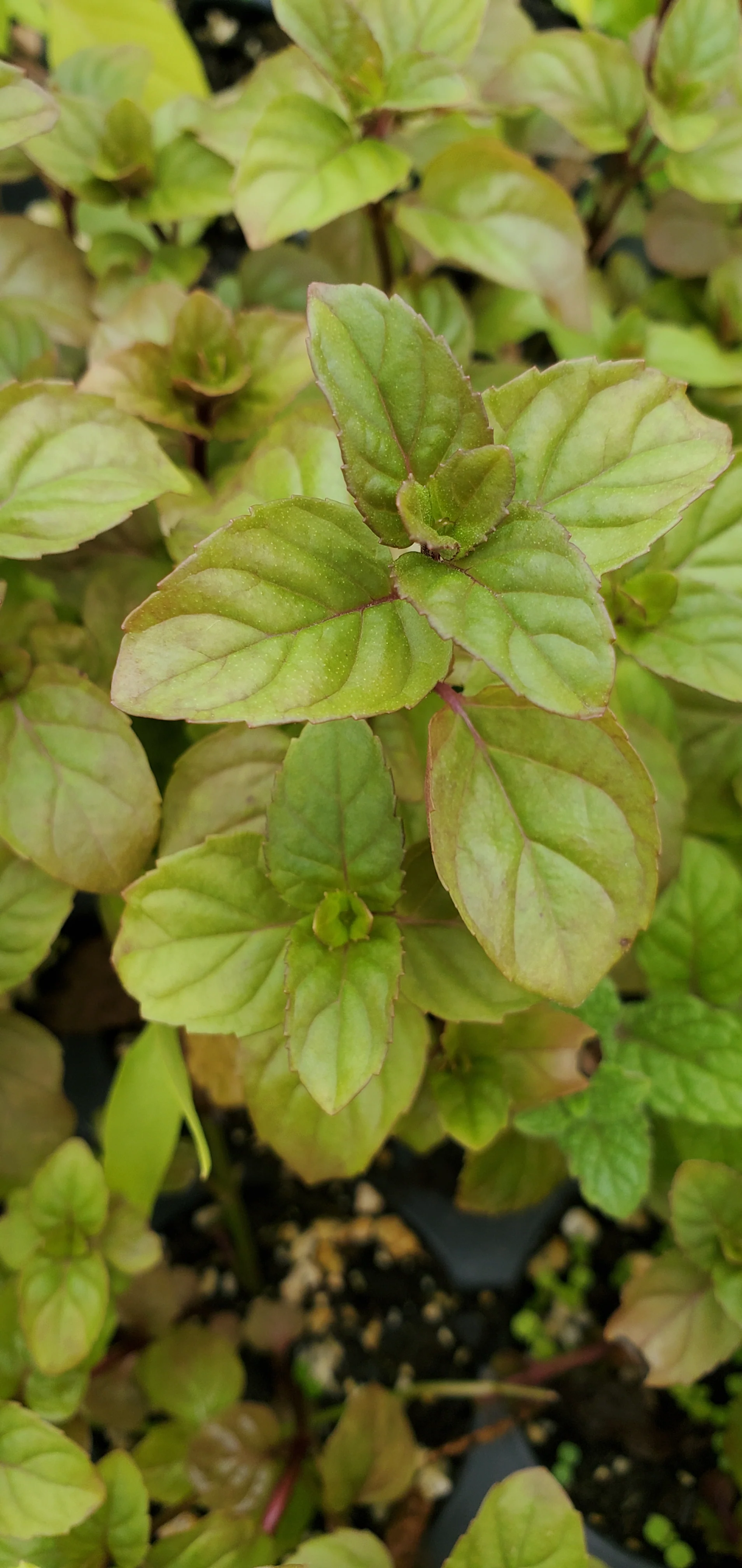 Mint Orange Bergamot