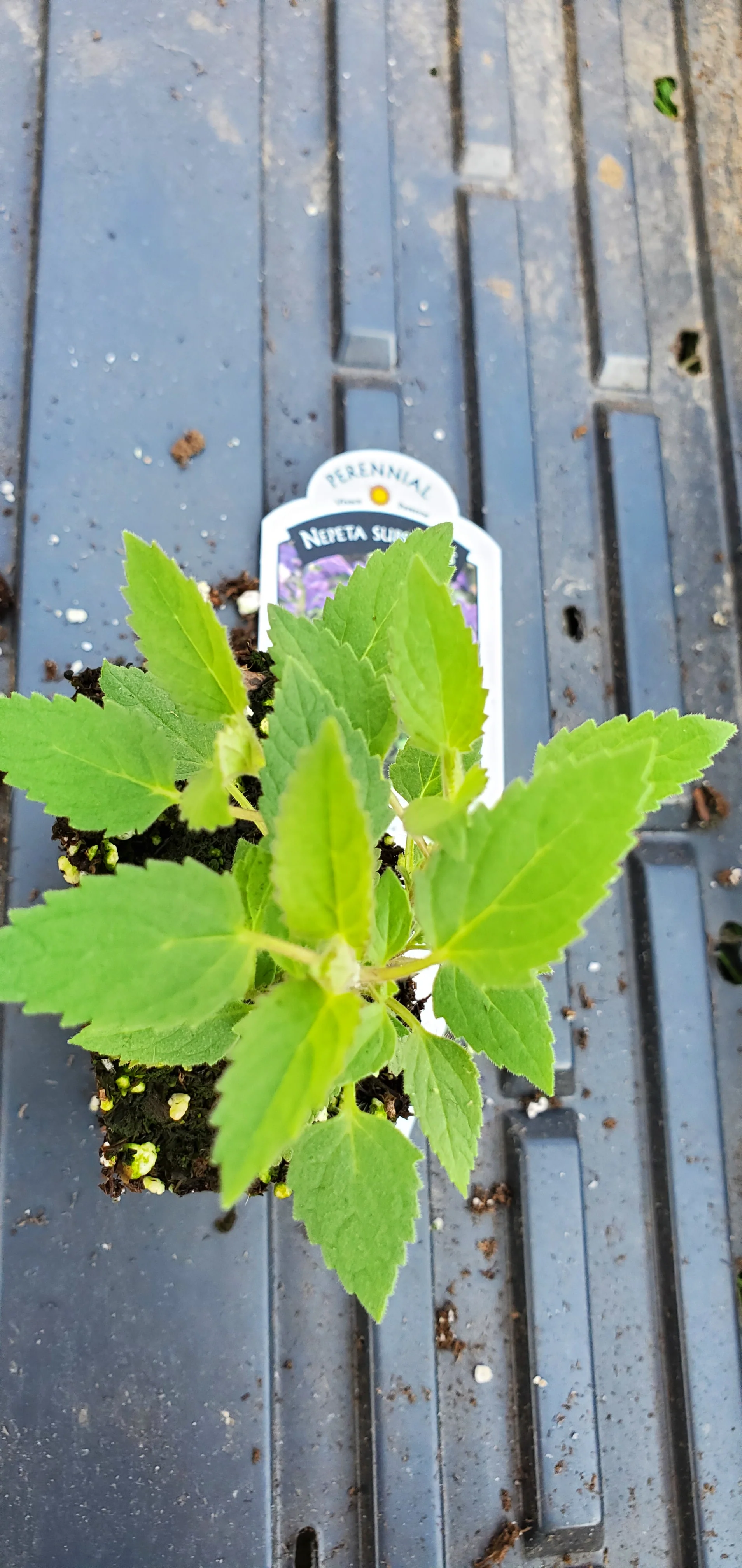 Nepeta Prelude Purple
