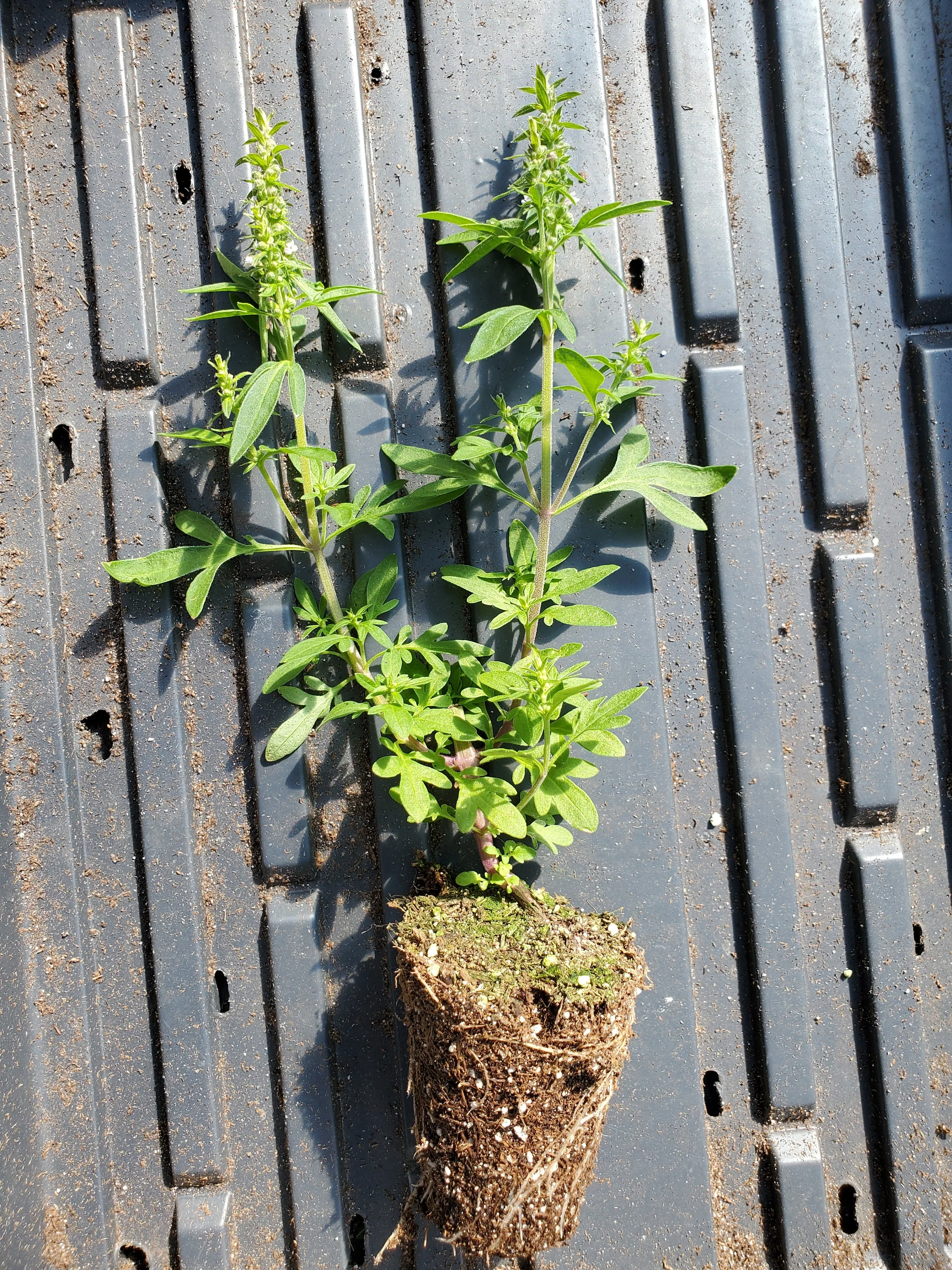 Nepeta Tenuifolia Japanese Catnip - Image 2