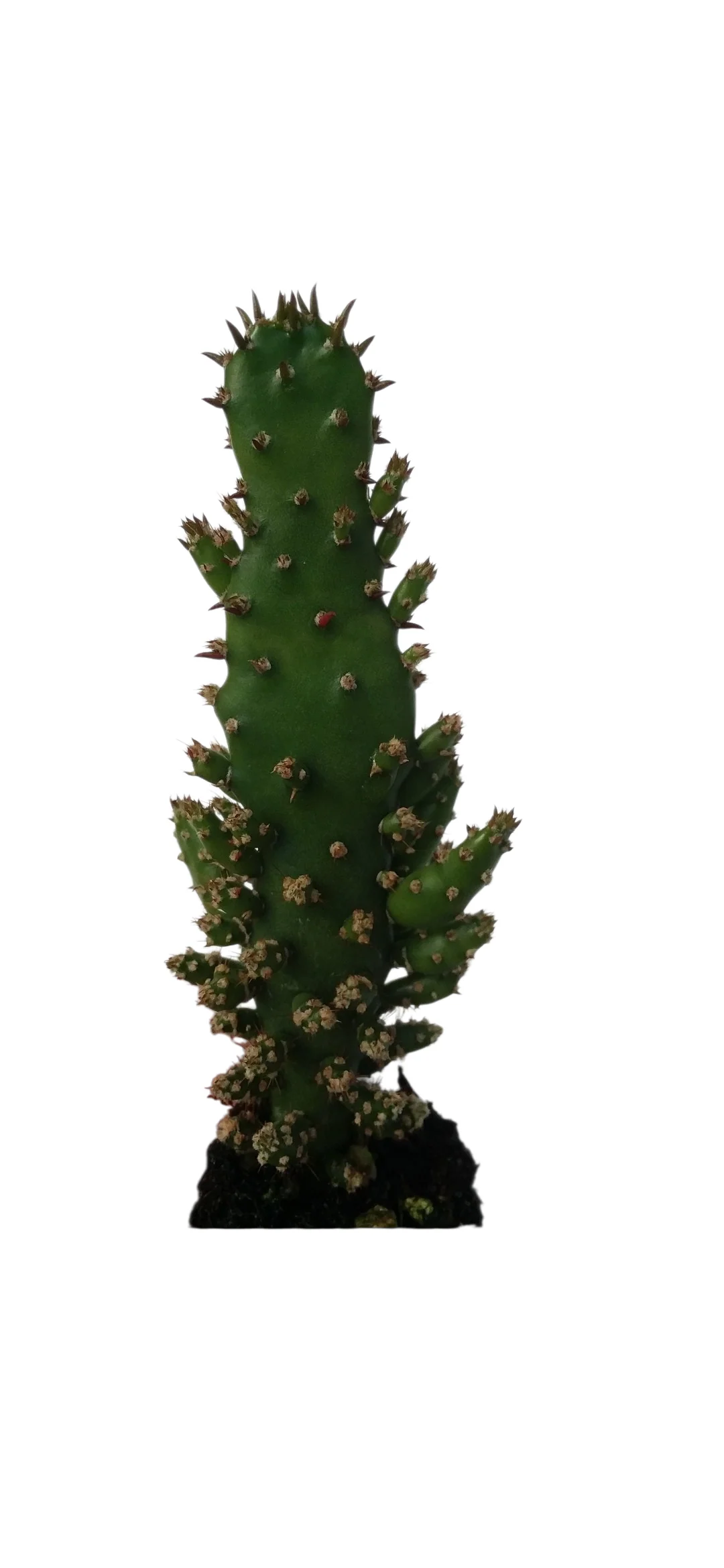 Opuntia Monacantha Starter