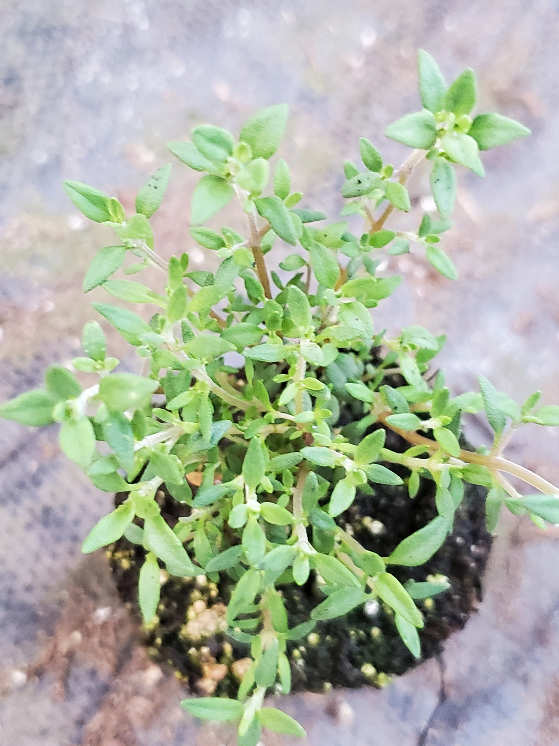 Orange Thyme