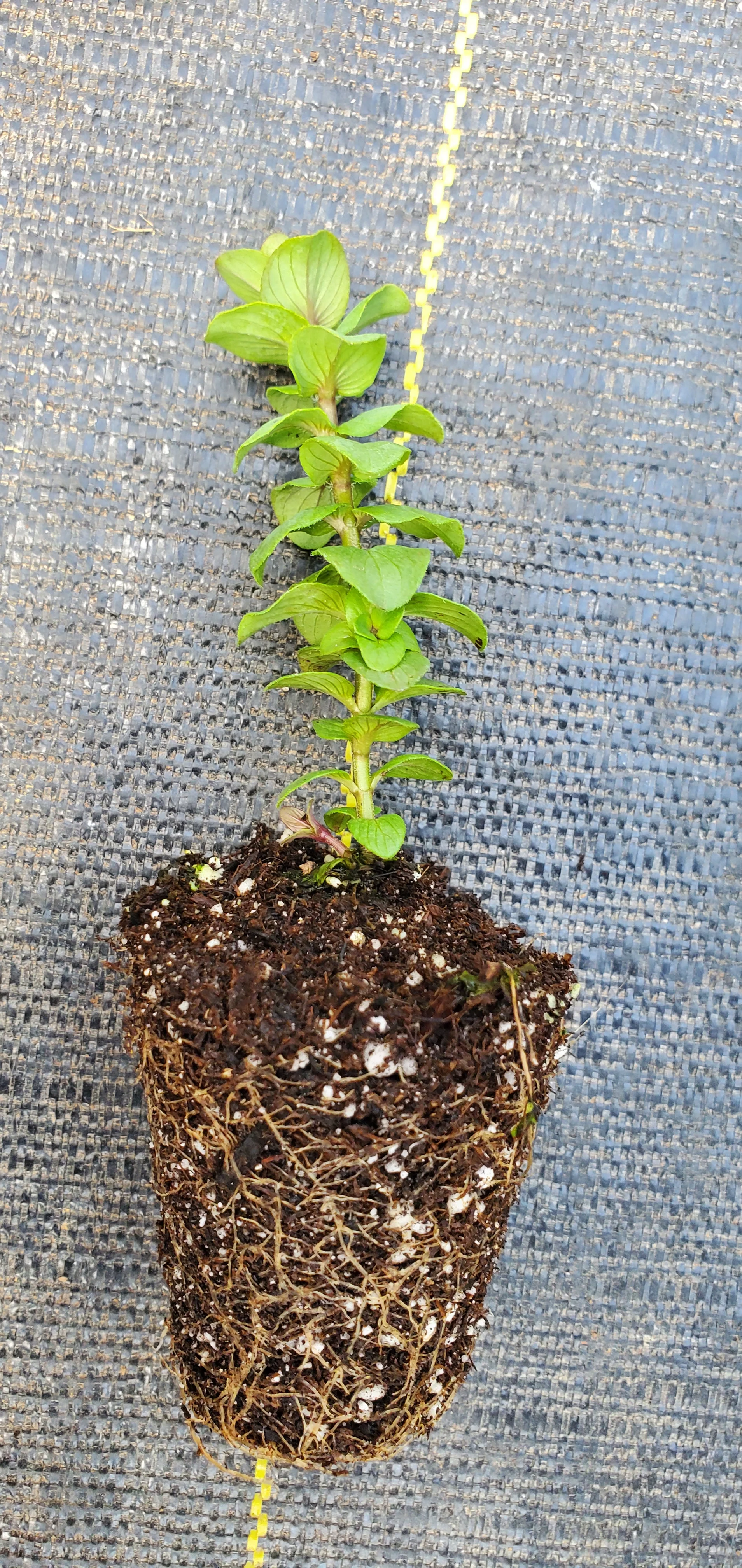 Ornamental Oregano Kent Beauty - Image 2