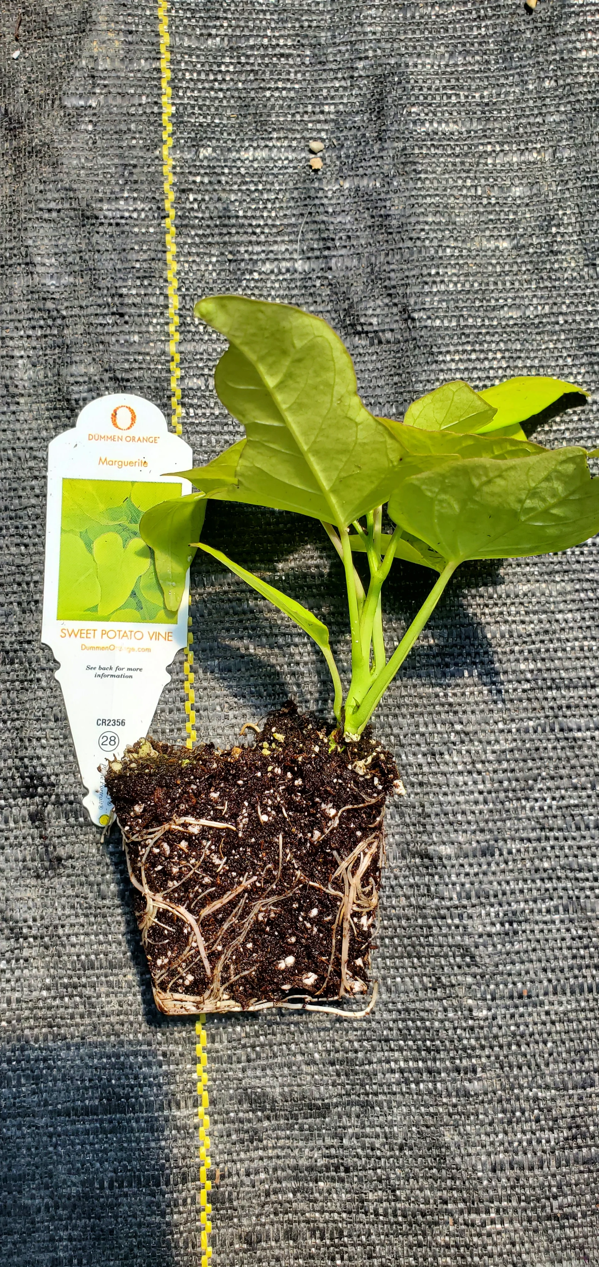 Ornamental Sweet Potato Vine Margarite ipomoea - Image 2