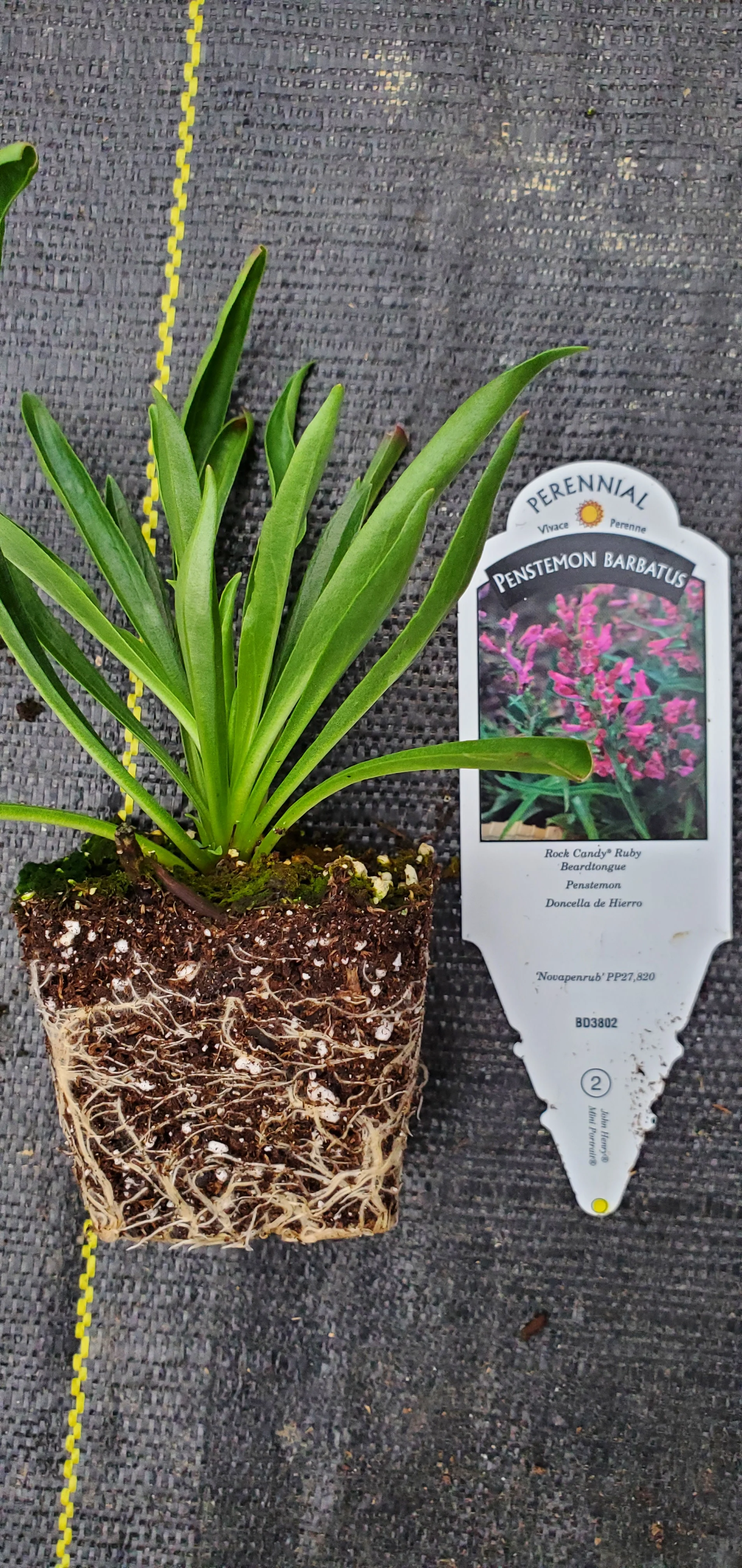 Penstemon Rock Candy Ruby - Image 2