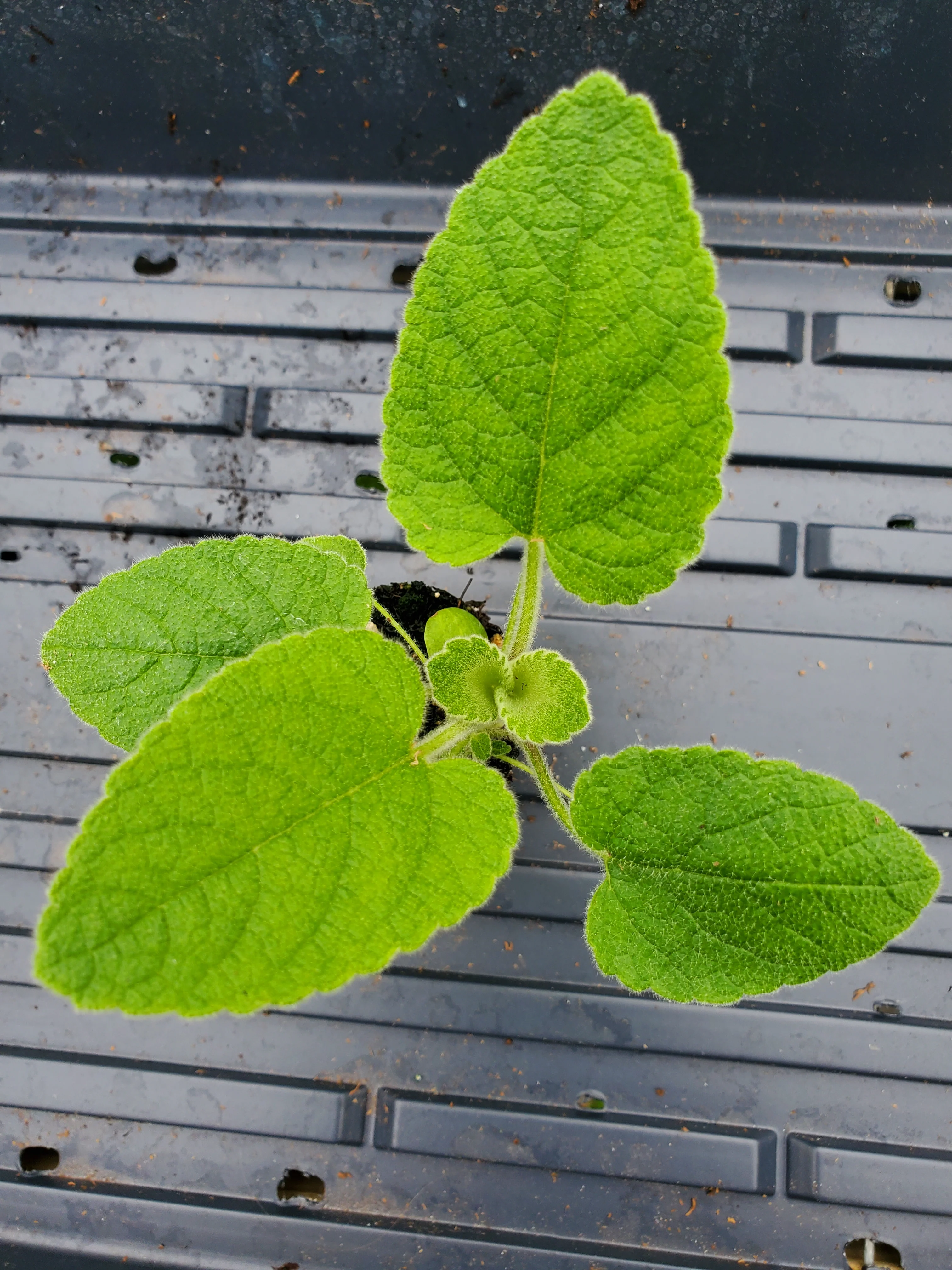 Phlomis Russeliana Turkish Sage