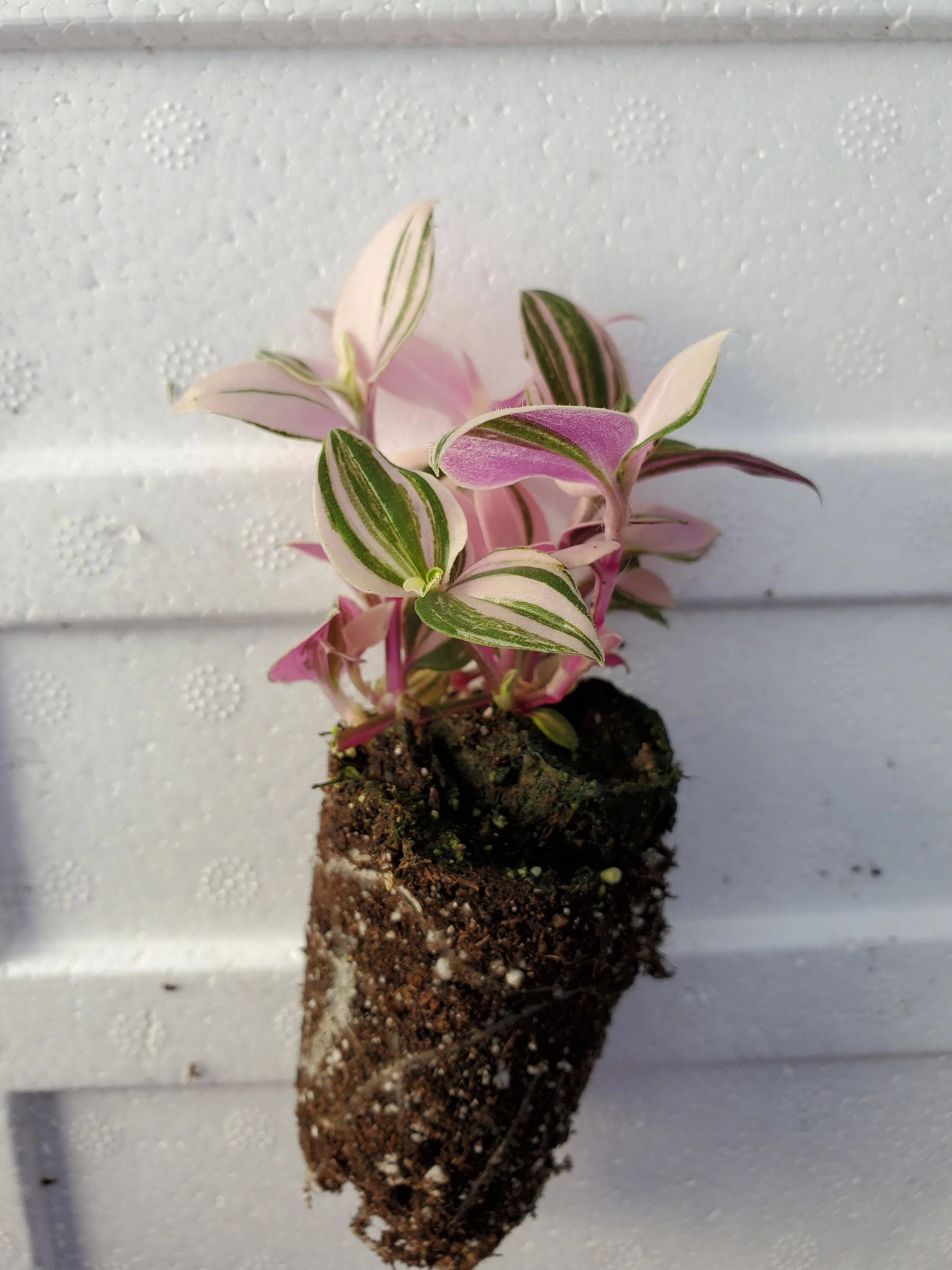 Pink Variegated Bolivian Tradescantia