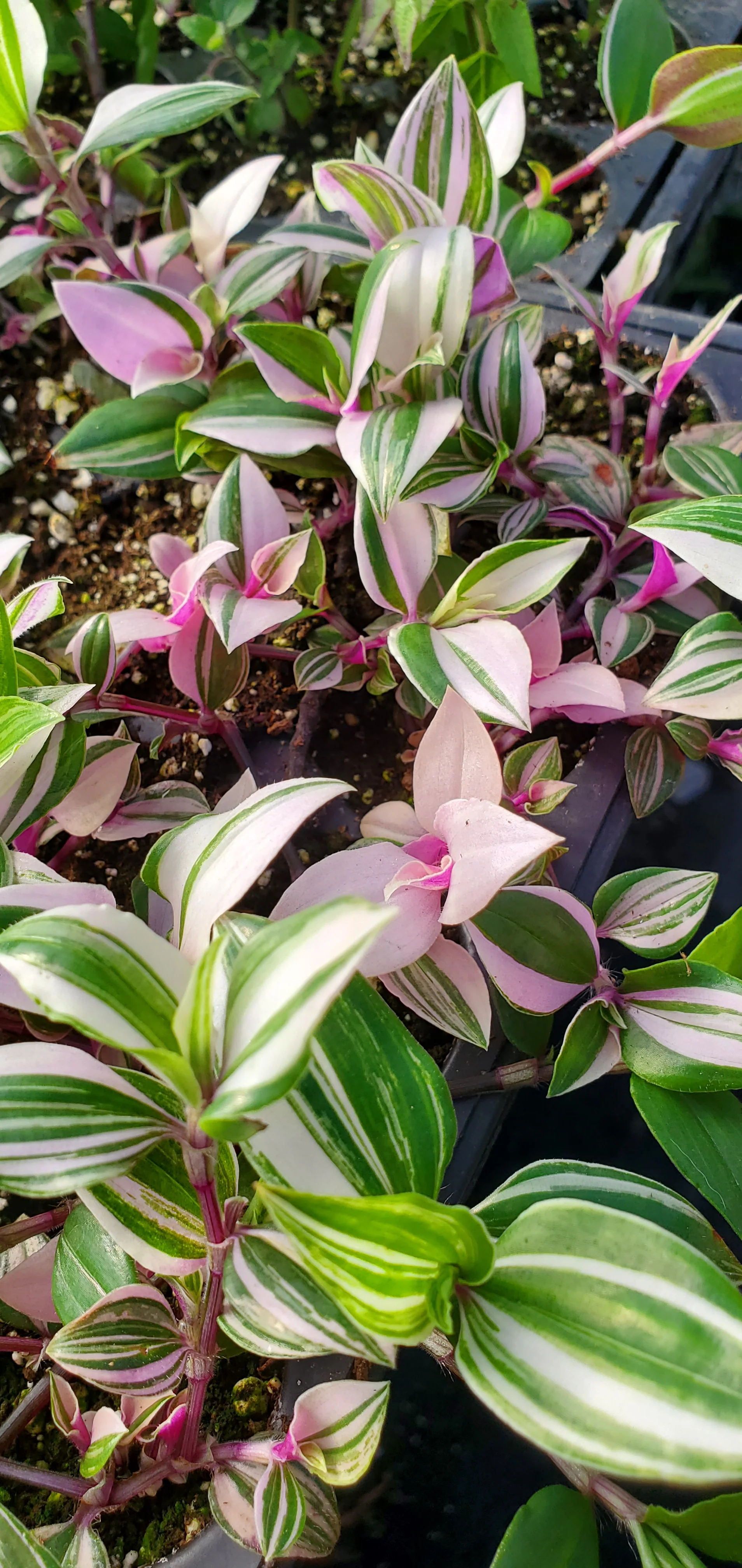Pink Variegated Bolivian Tradescantia - Image 2