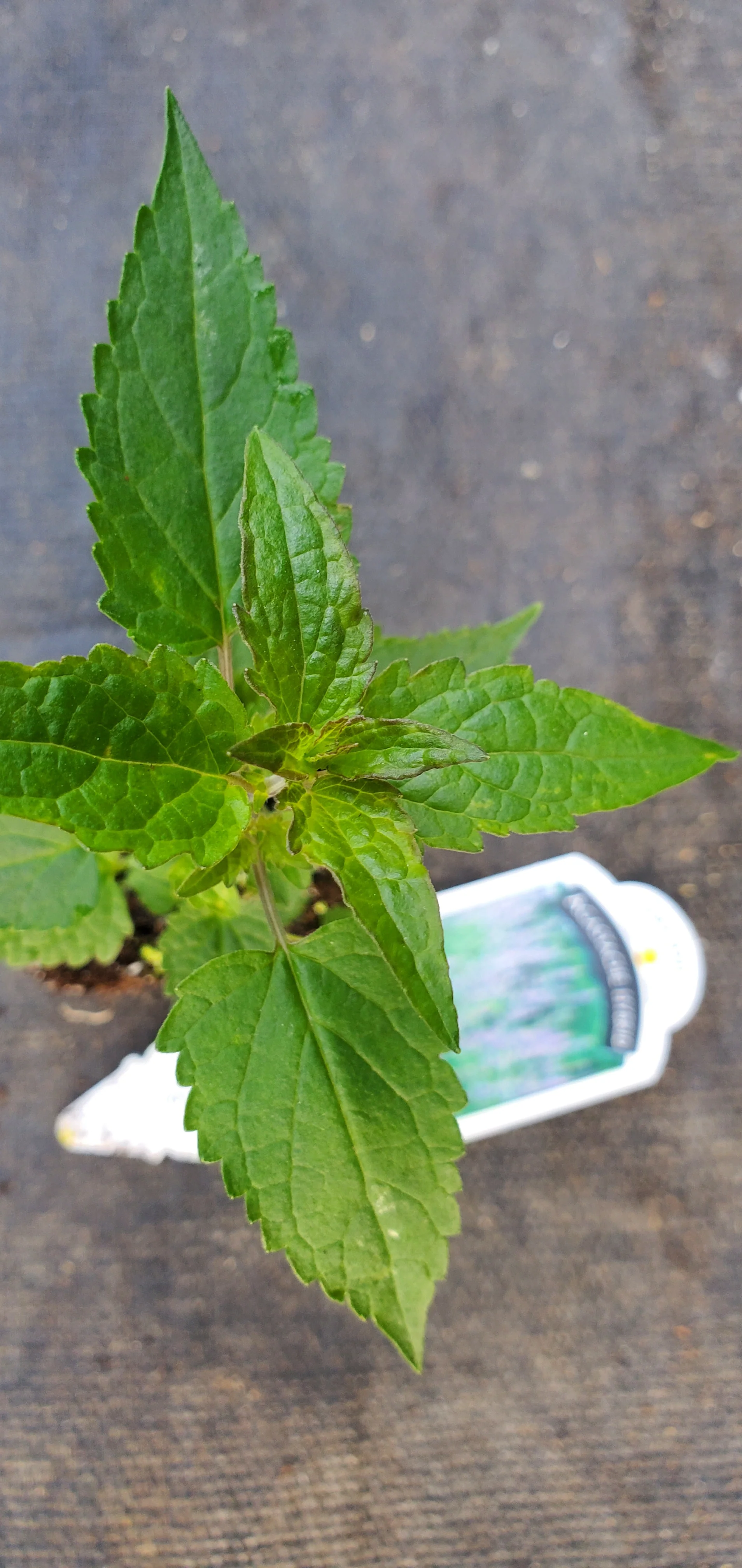 Purple Haze Agastache hybrid Anise Hyssop - Image 2
