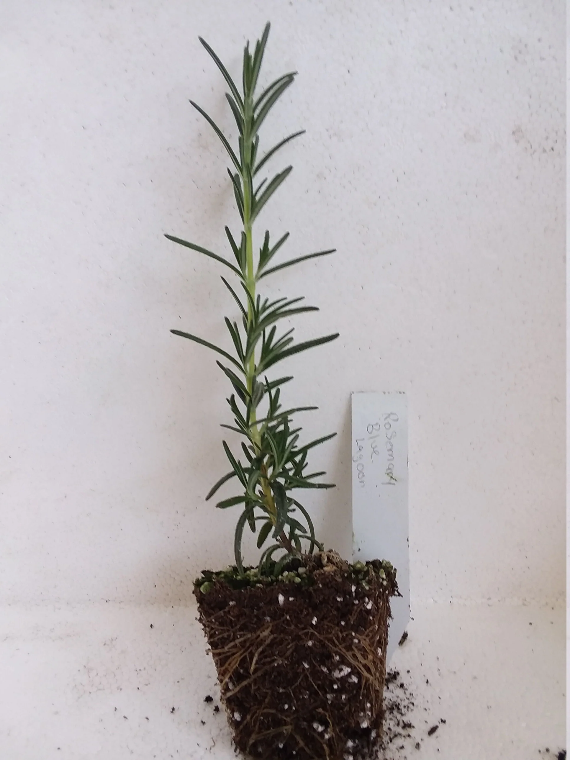 Rosemary Blue Lagoon