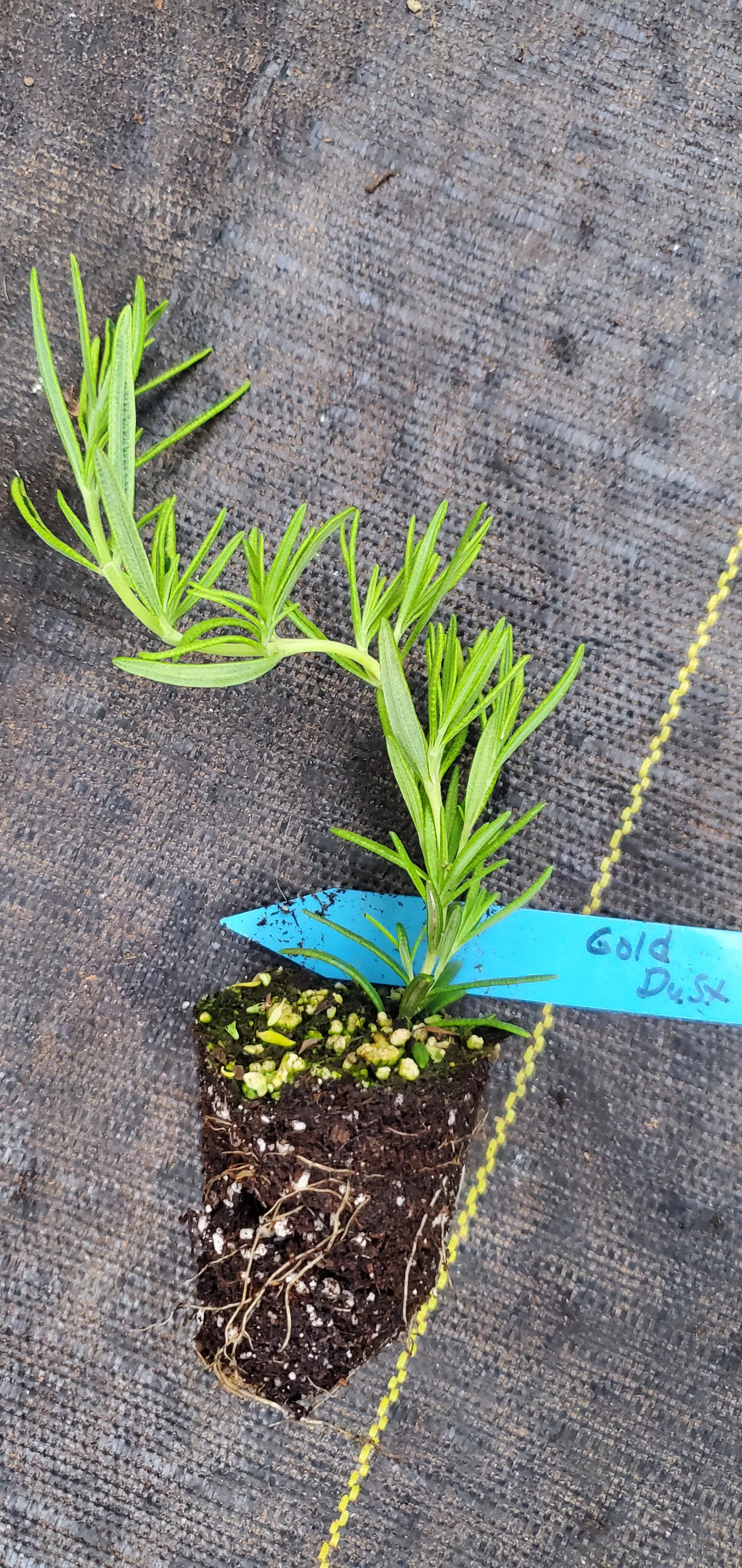 Rosemary Gold Dust - Image 3