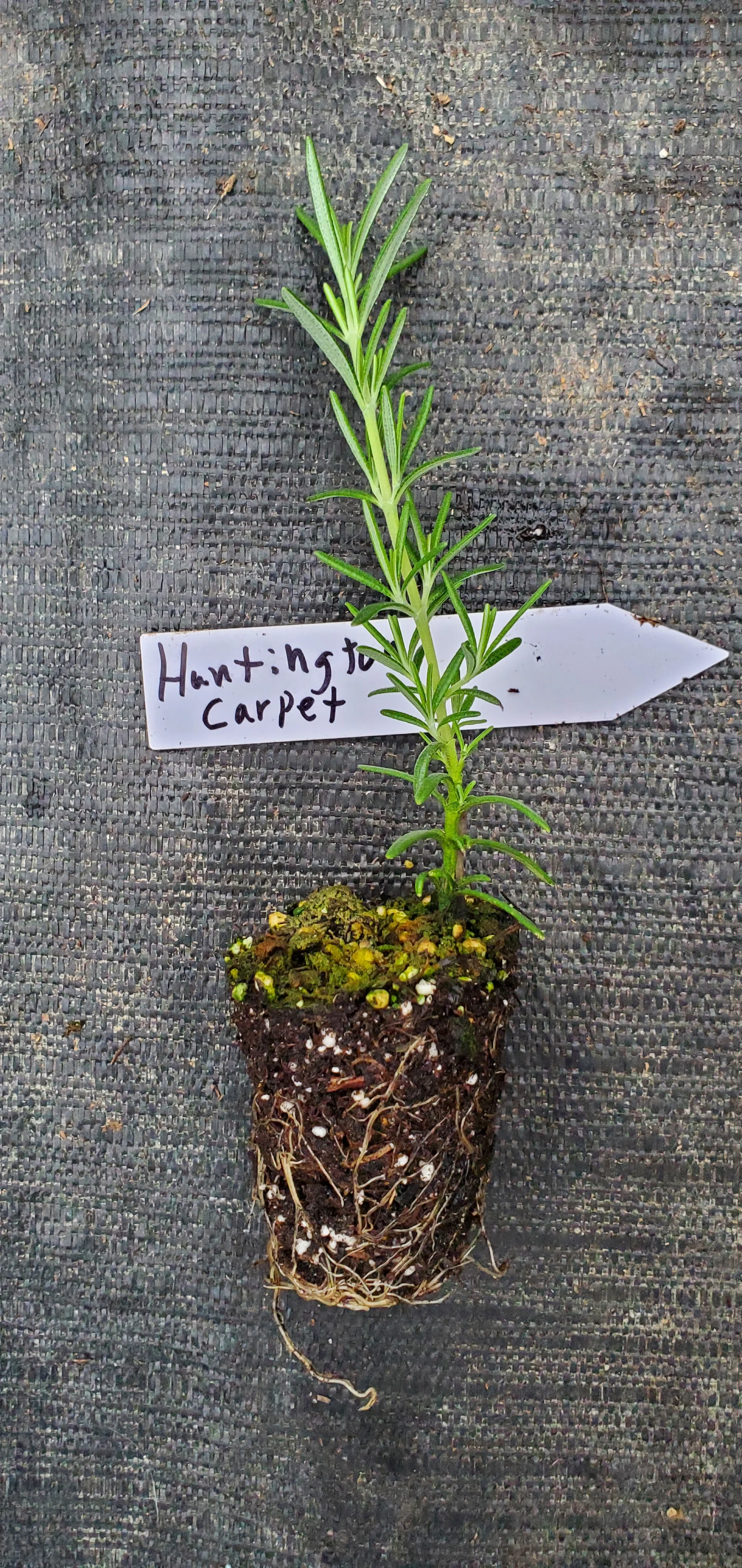 Rosemary Huntington Carpet - Image 2