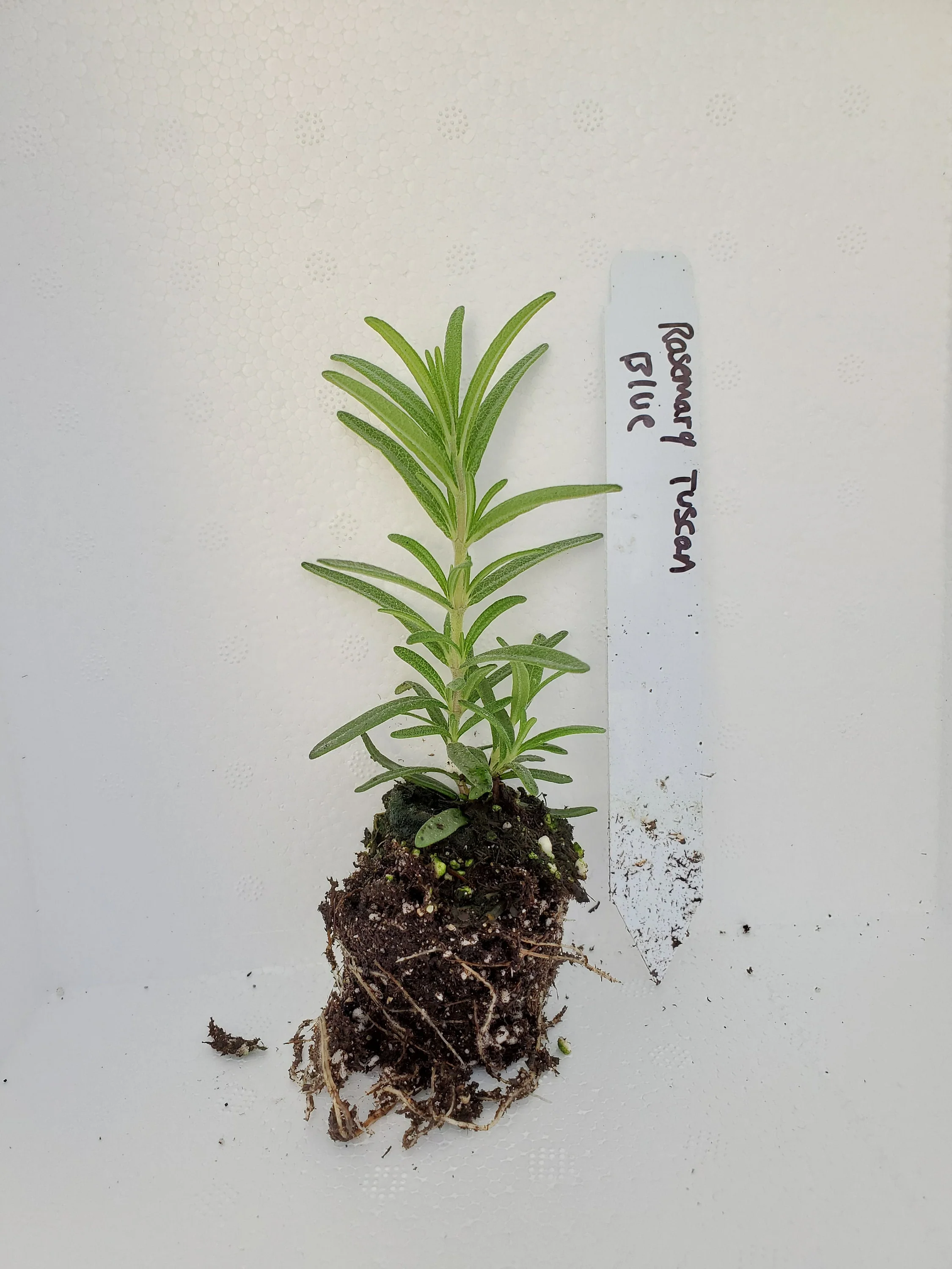 Rosemary Tuscan Blue