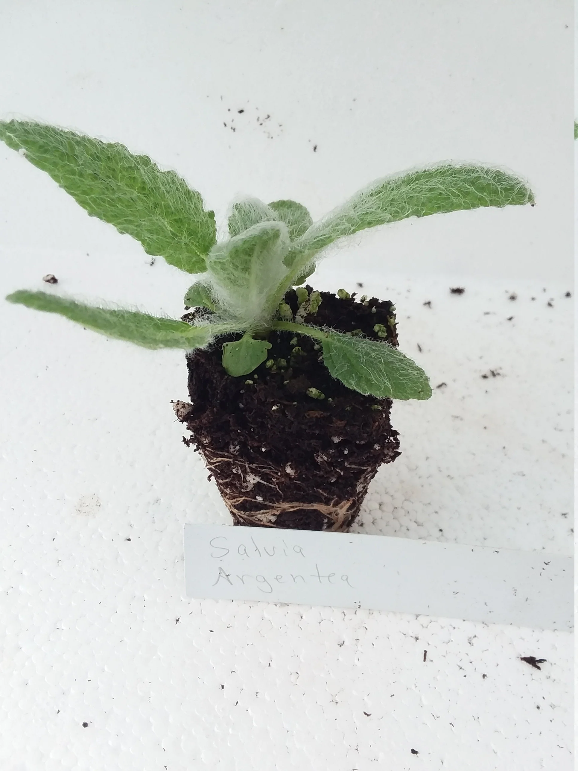 Salvia Argentea Silver Sage - Image 2