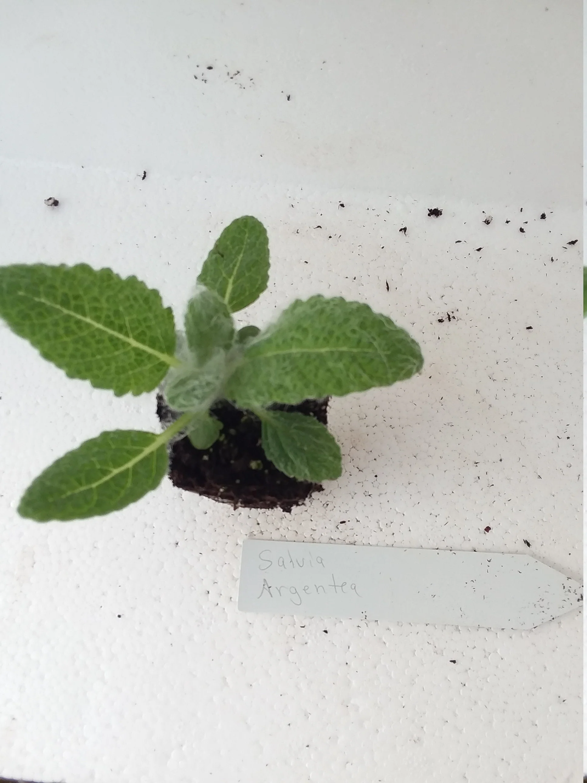 Salvia Argentea Silver Sage - Image 3