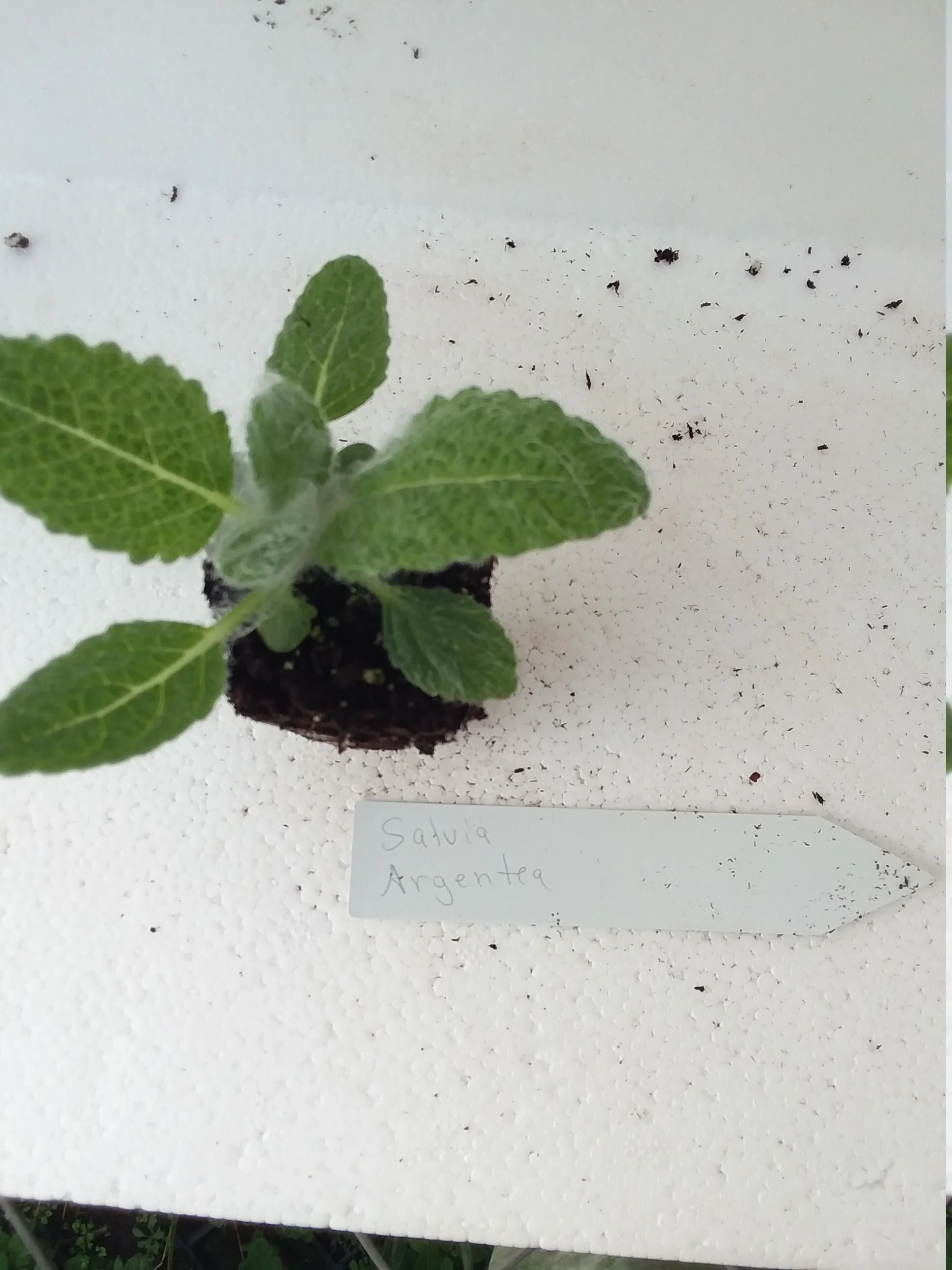 Salvia Argentea Silver Sage - Image 4