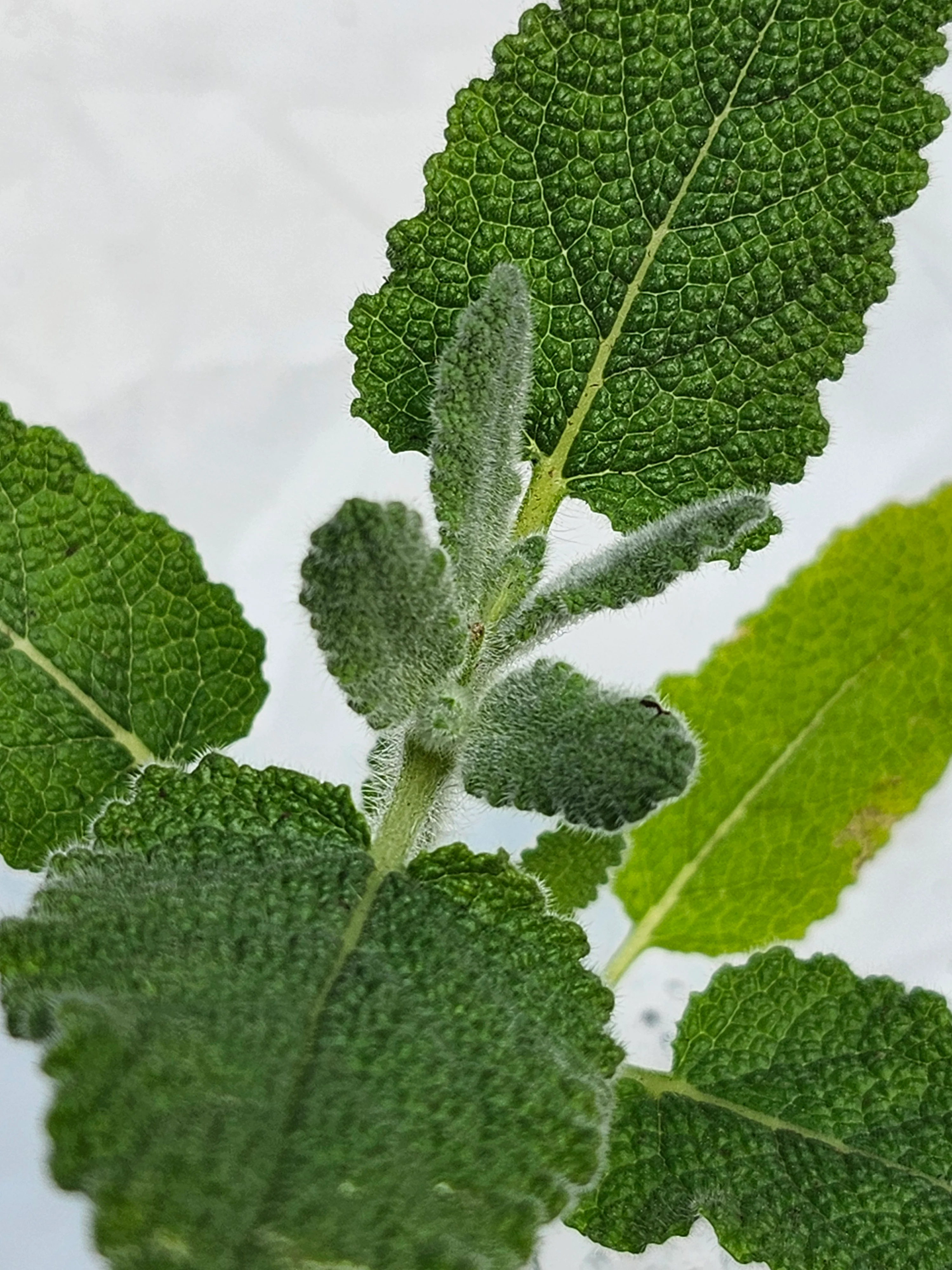 Salvia Dominica - Image 3