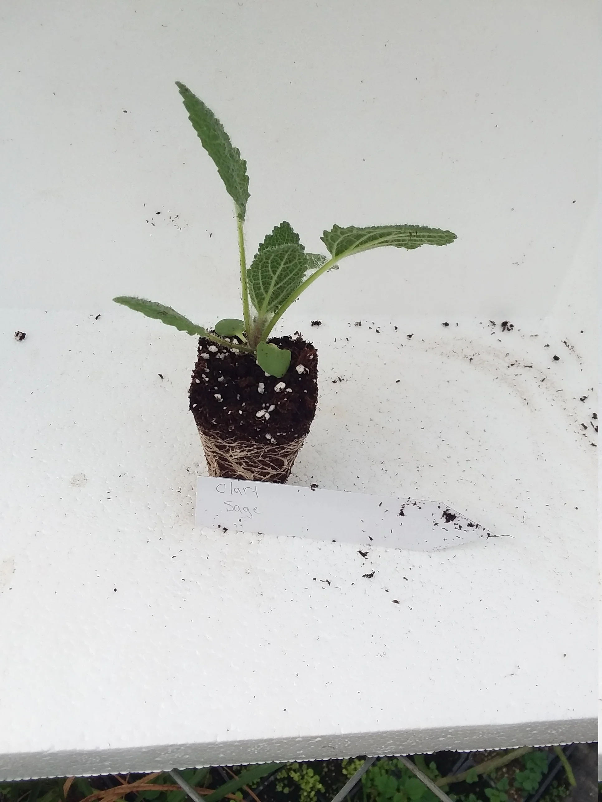 Salvia Sclarea Clary Sage