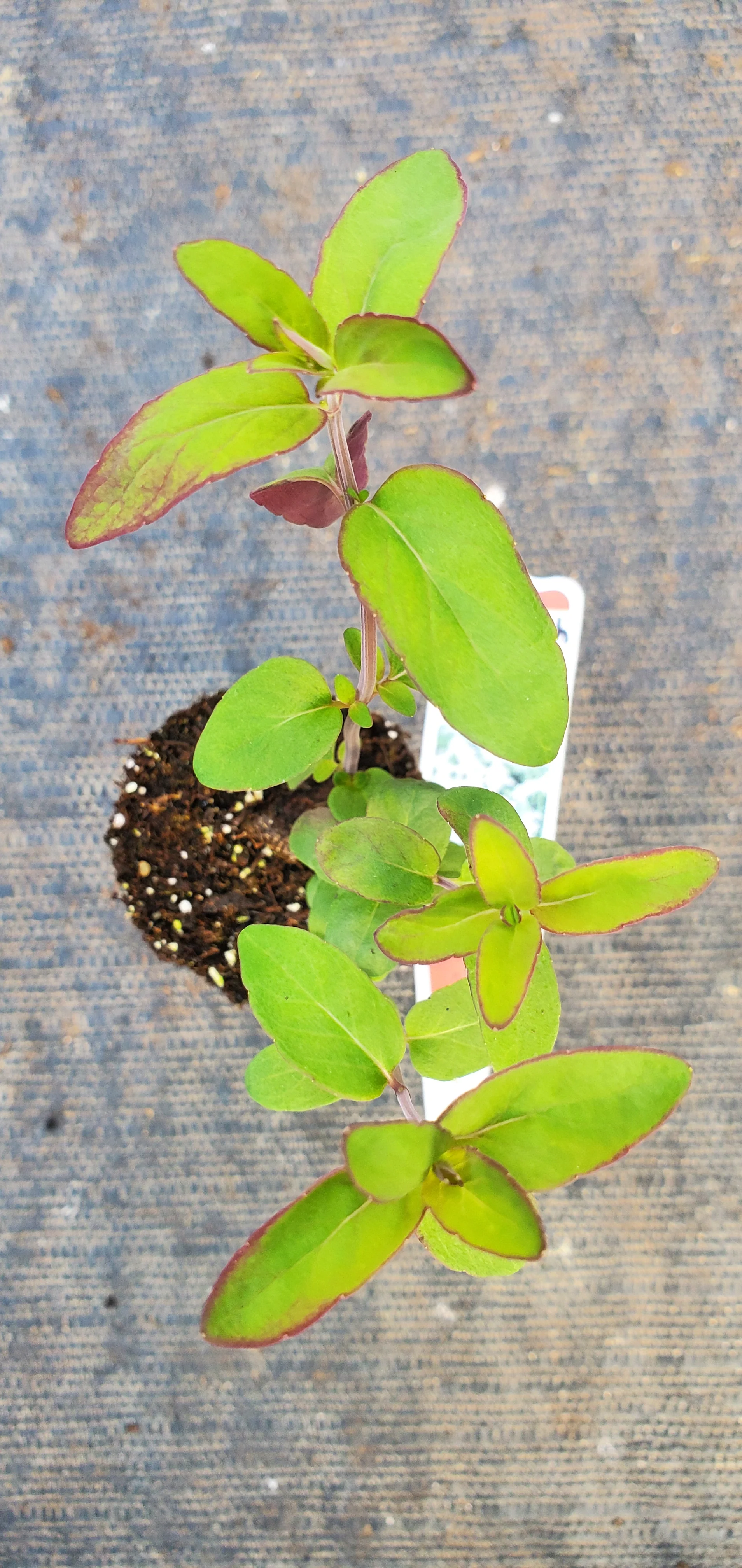 Pycnanthemum/Mountain Mint