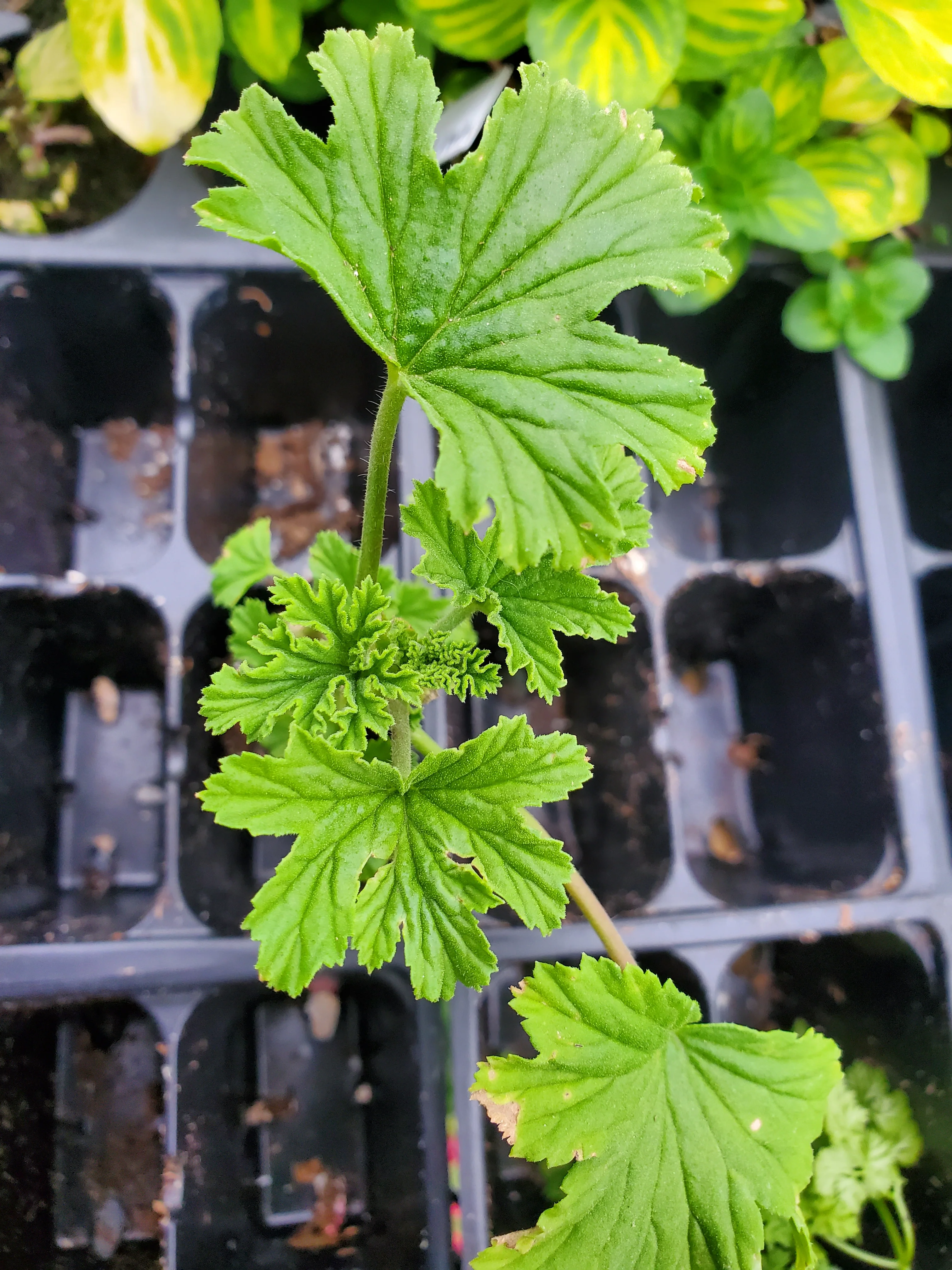 Scented Geranium Frensham Lemon