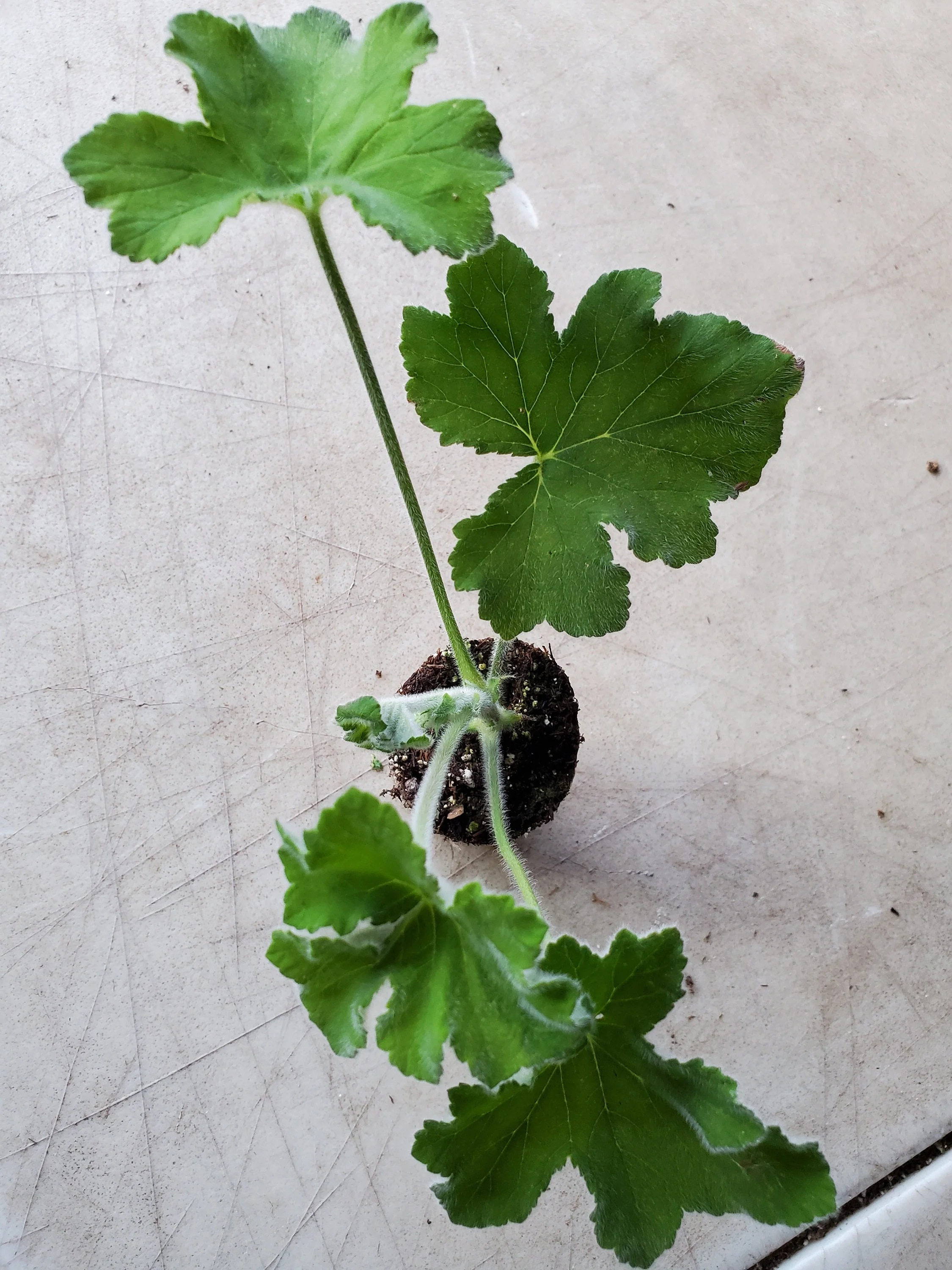 Scented Geranium Peppermint - Image 2