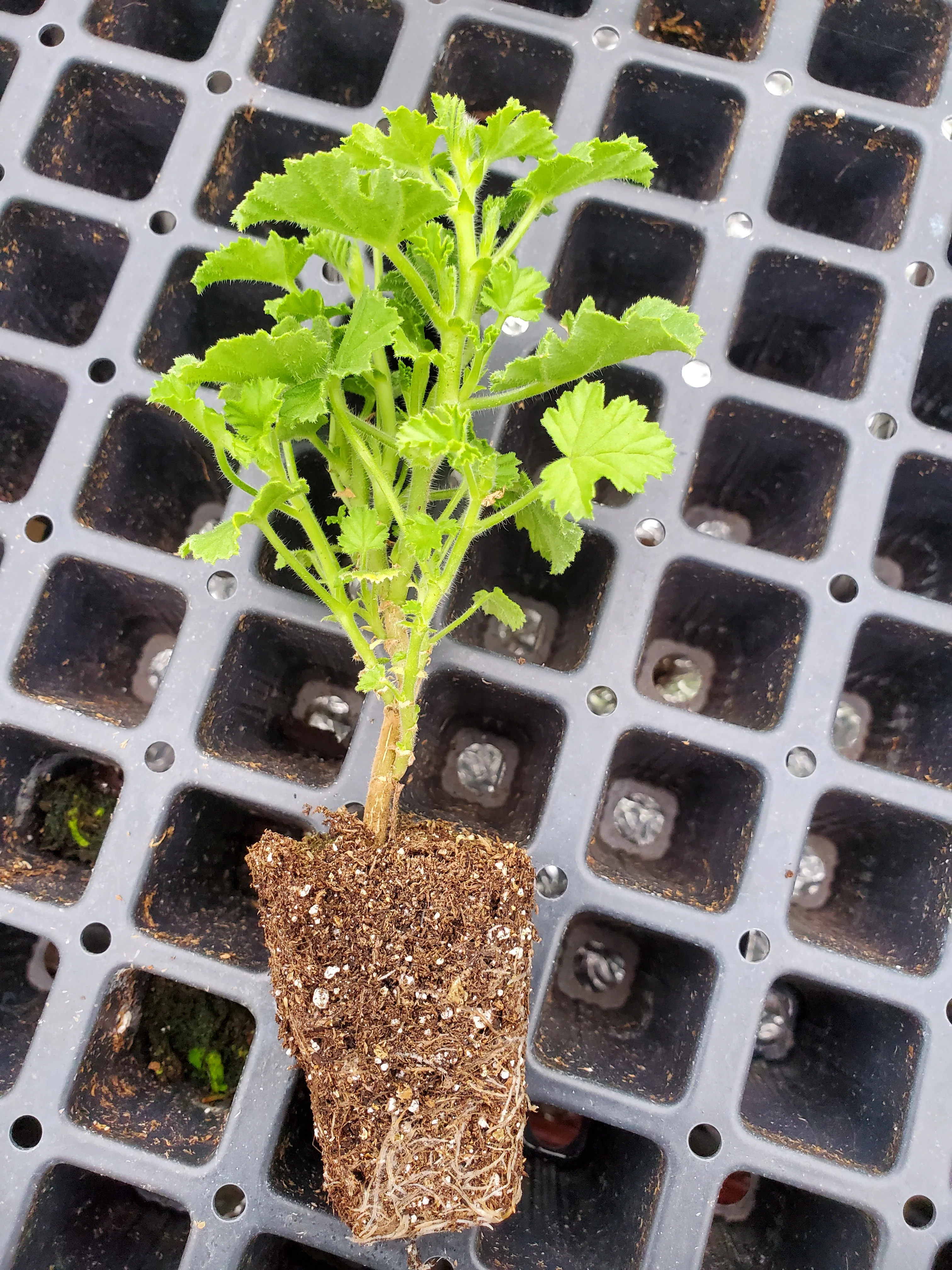 Scented Geranium Strawberry - Image 2