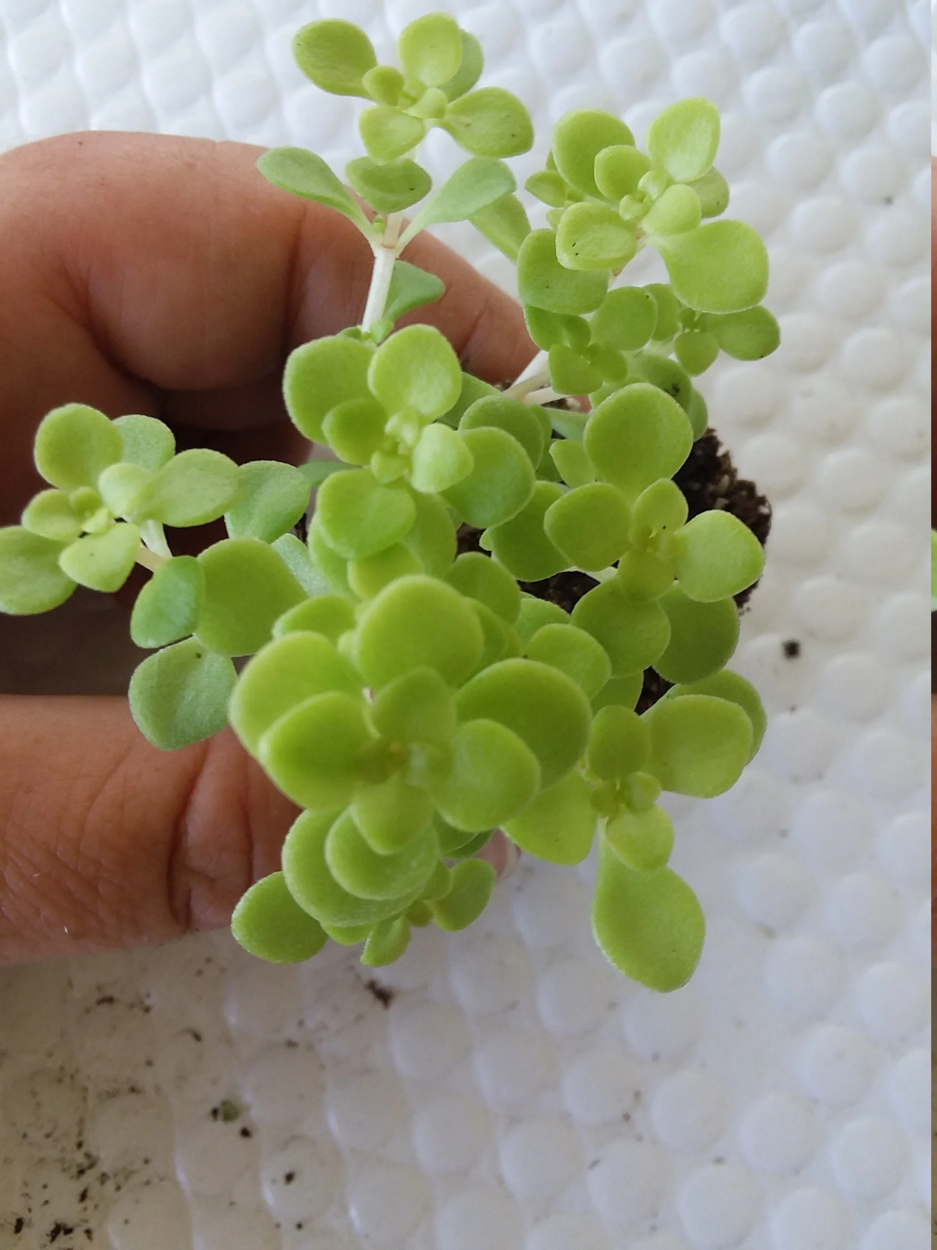 Sedum mackinoi Ogon