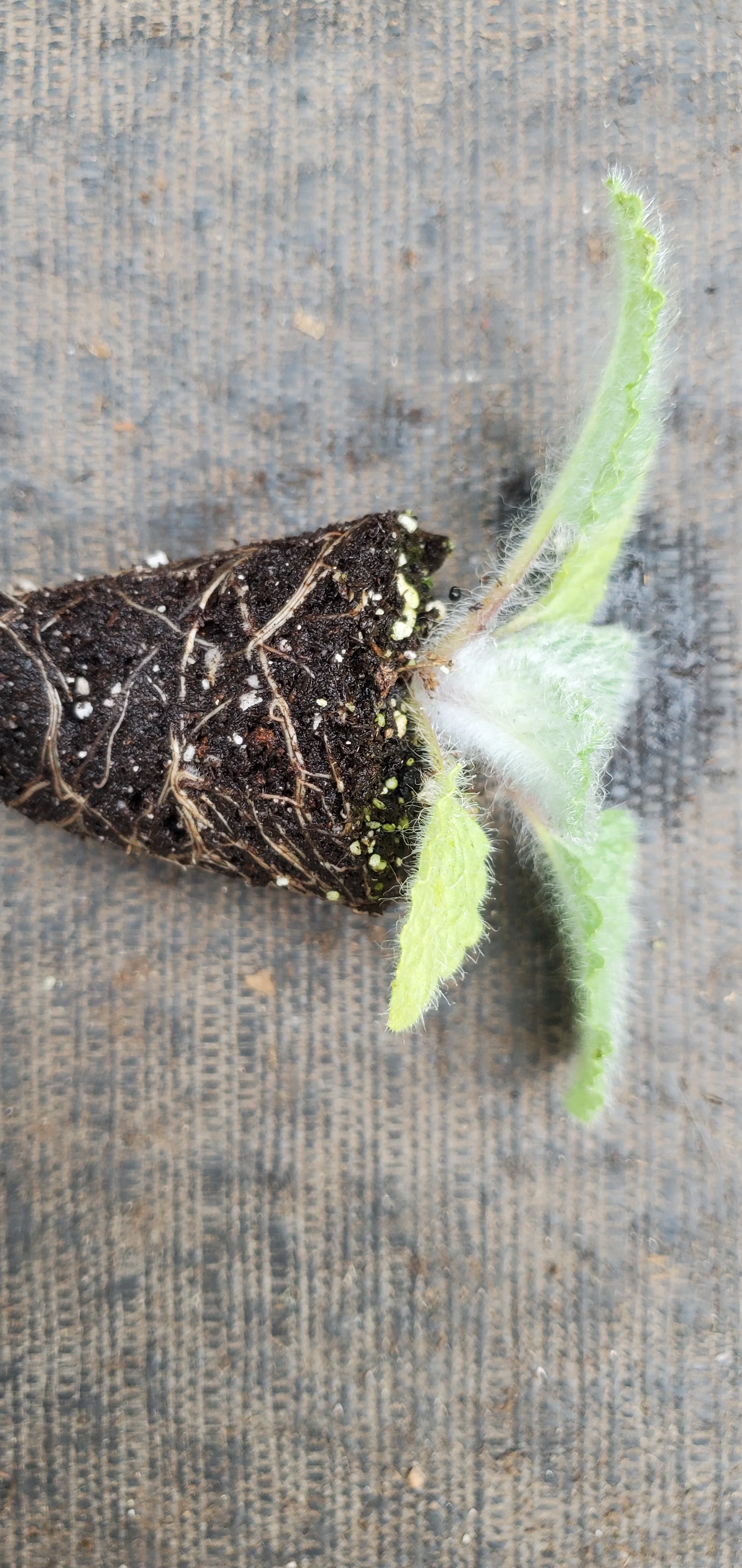 Shangri La Salvia Moorcroftiana x indica - Image 2
