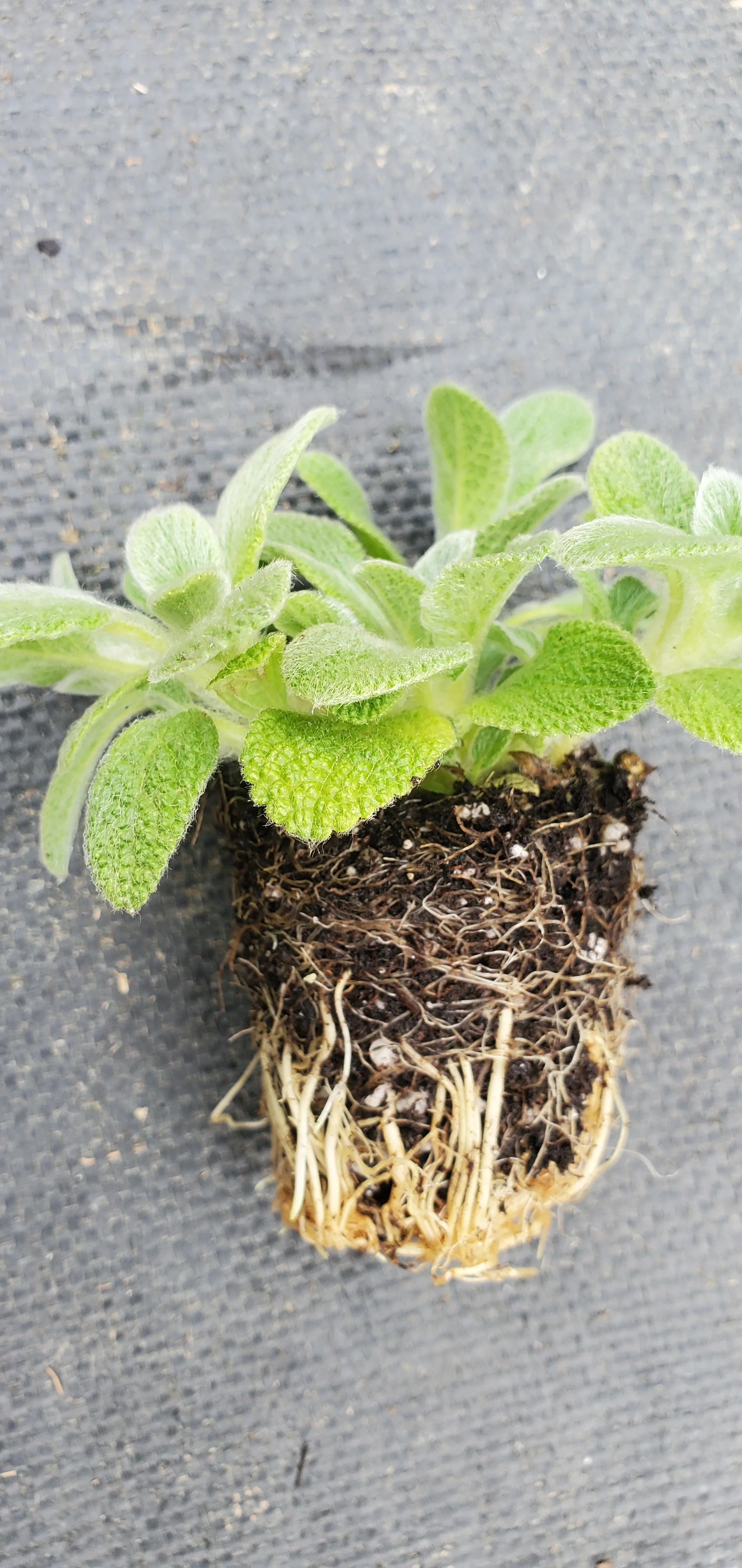 Silky Fleece Stachys byzantina - Image 3