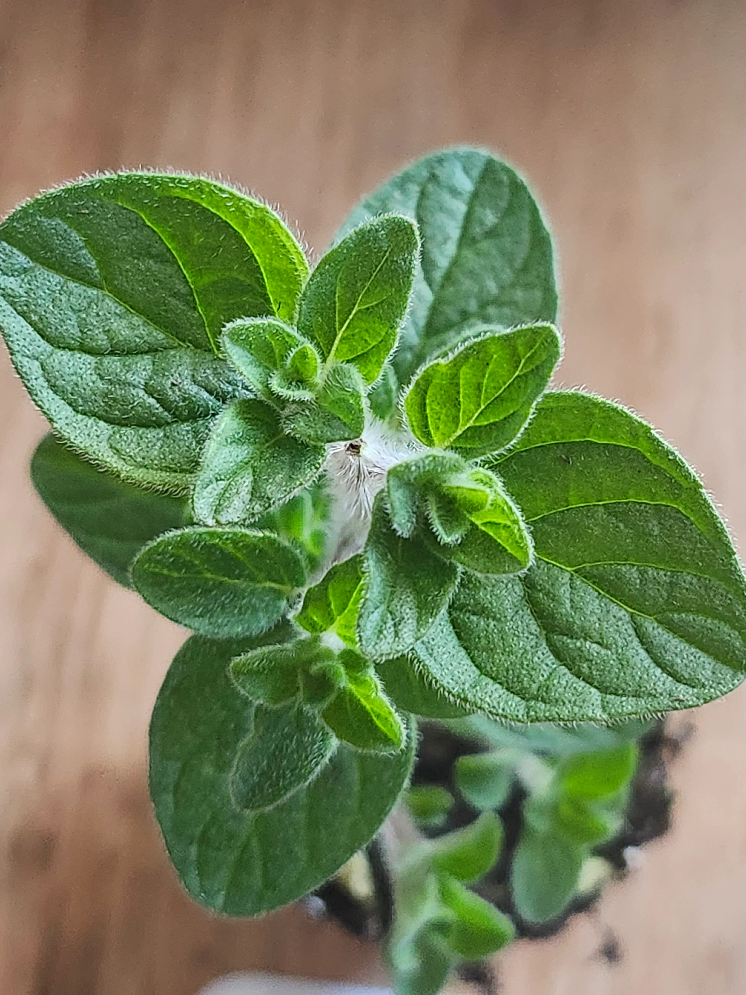 Syrian Oregano Origanum Maru