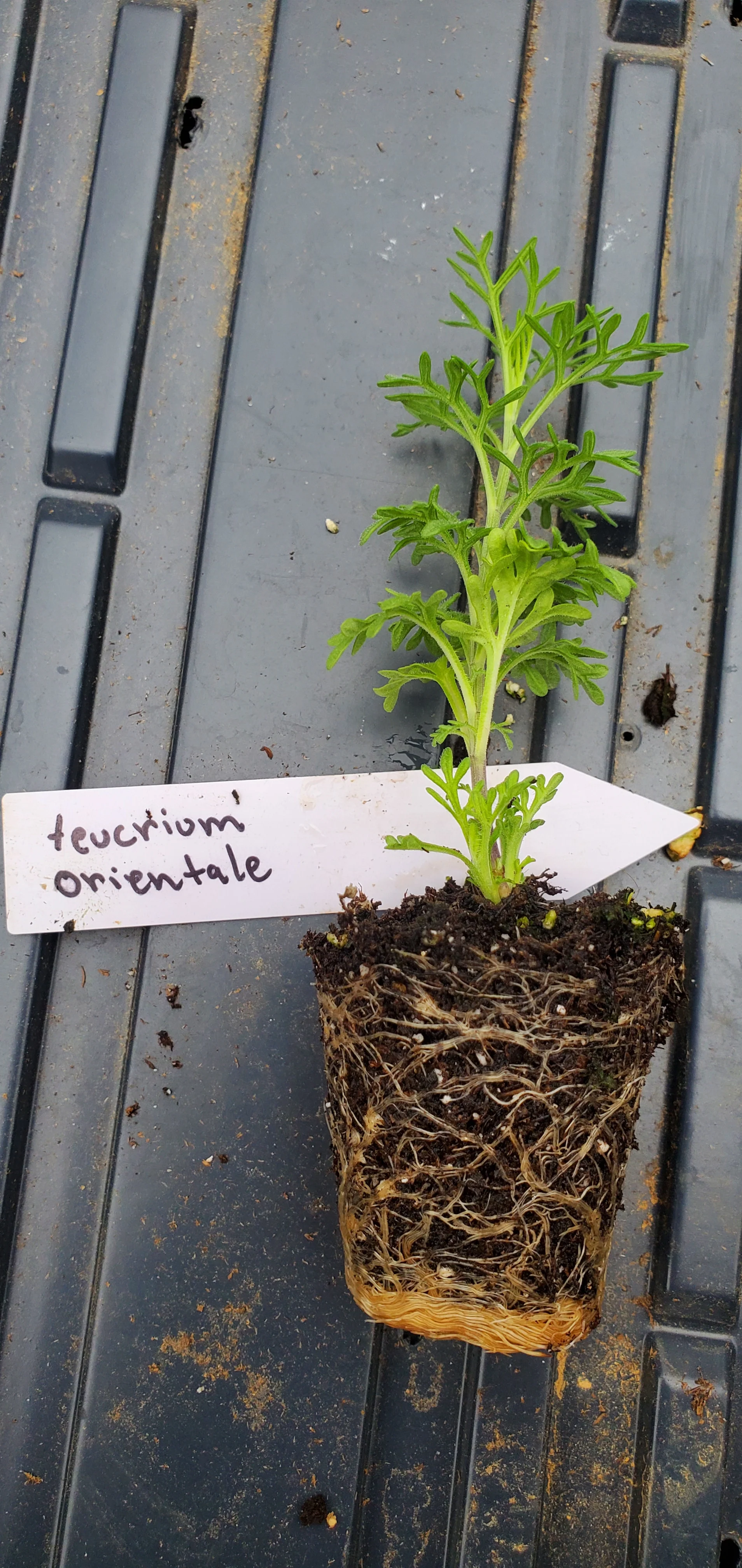 Teucrium Orientale - Image 2
