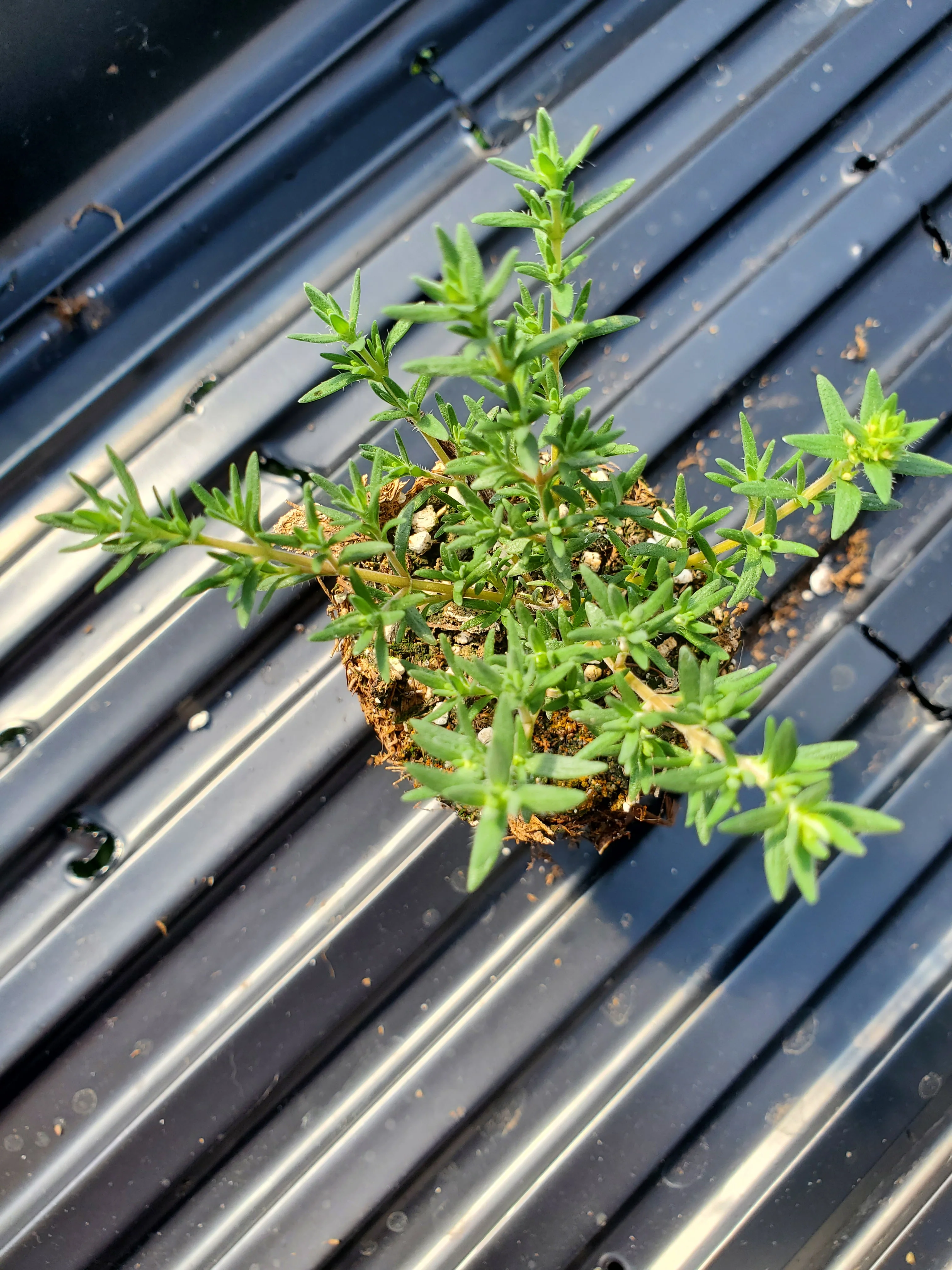 Thyme Juniper