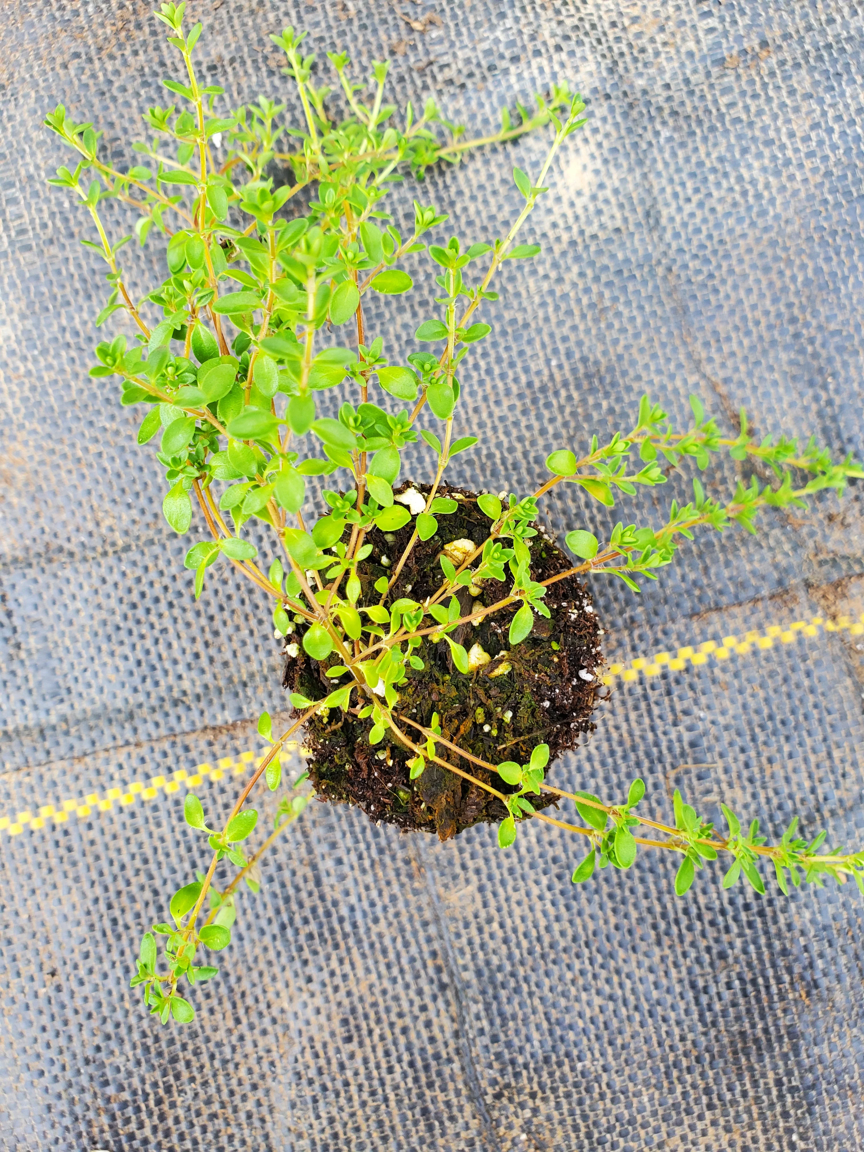 Thyme Nutmeg