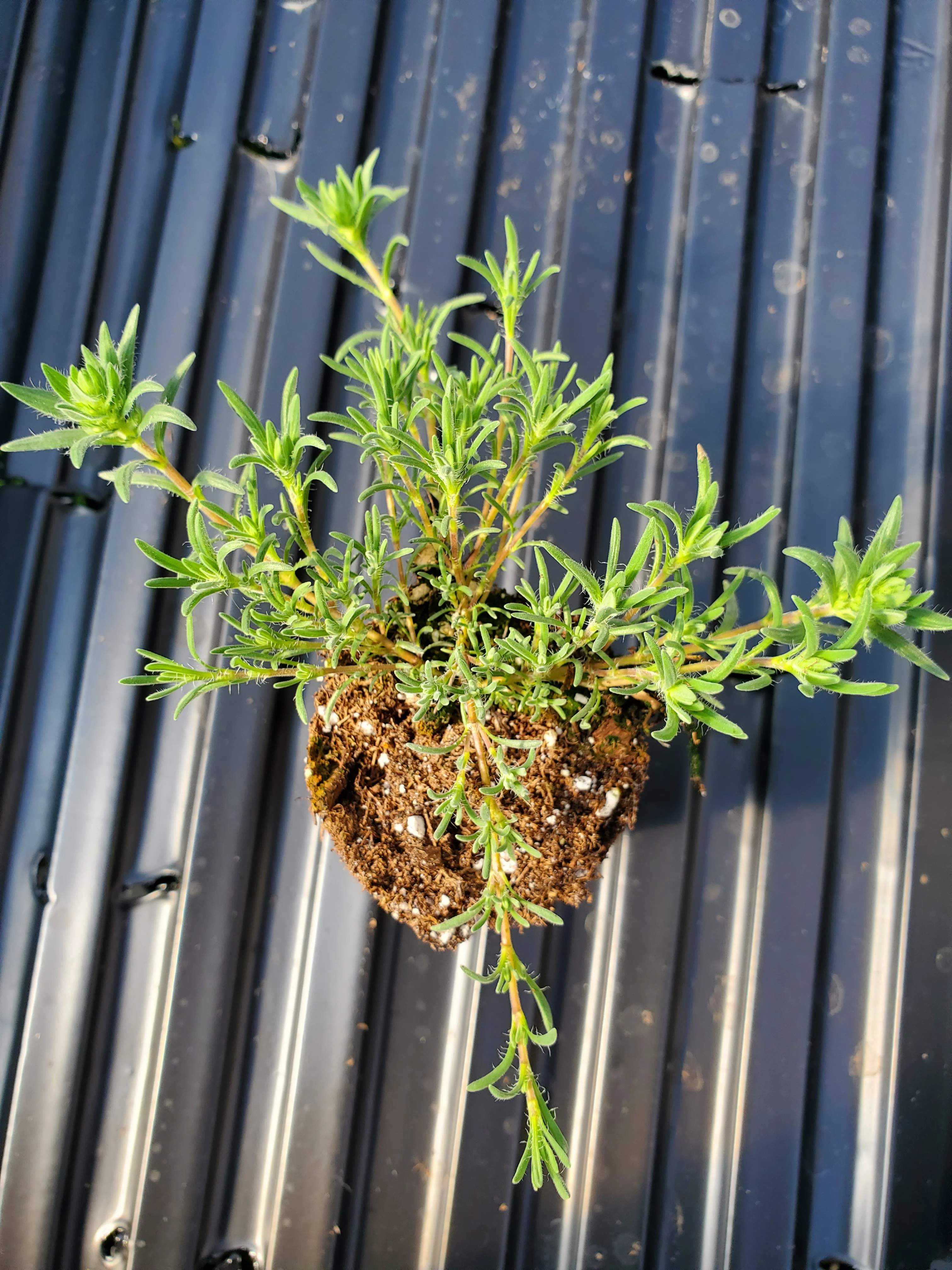 Thyme Silver Needle