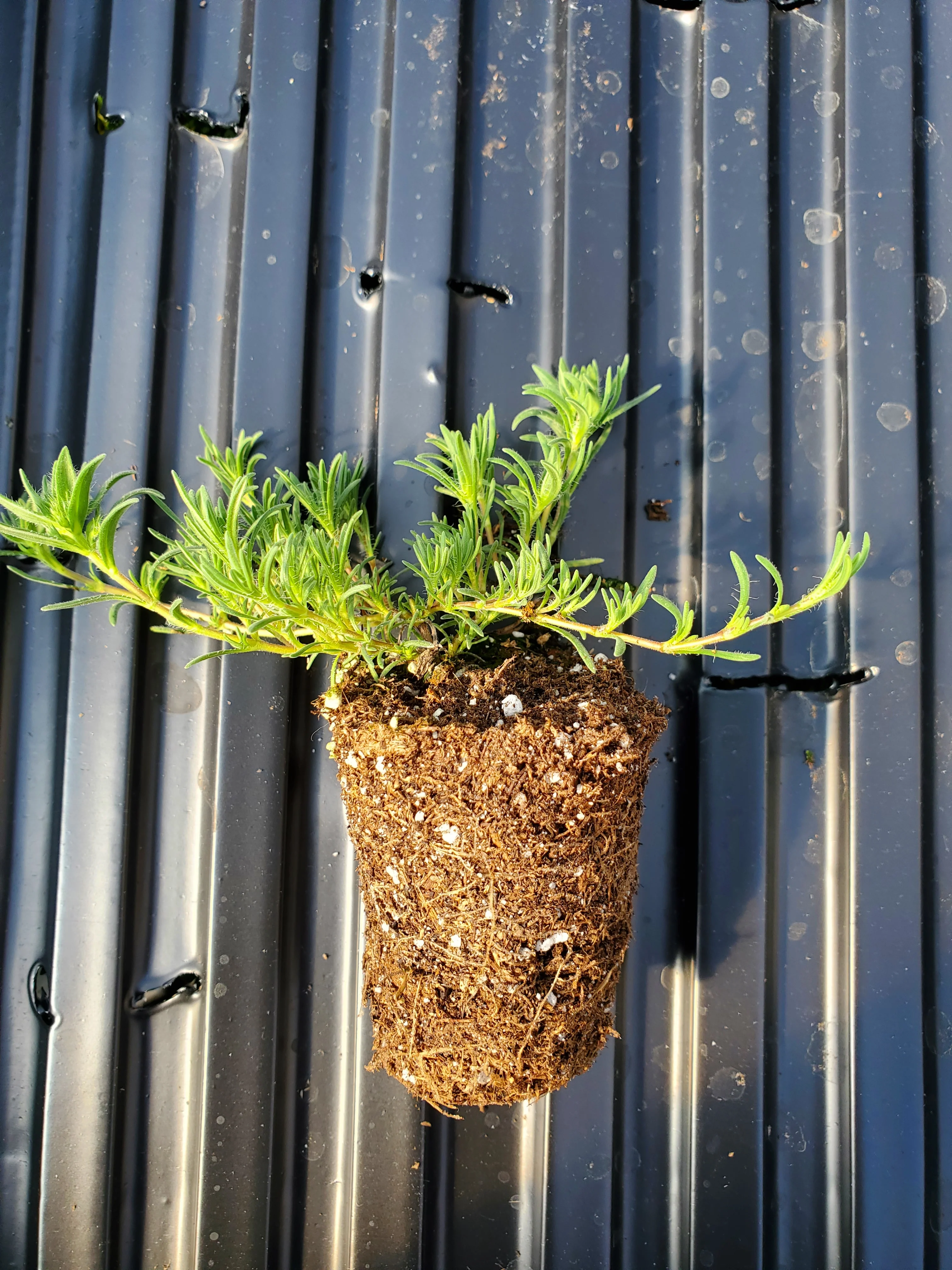 Thyme Silver Needle - Image 2