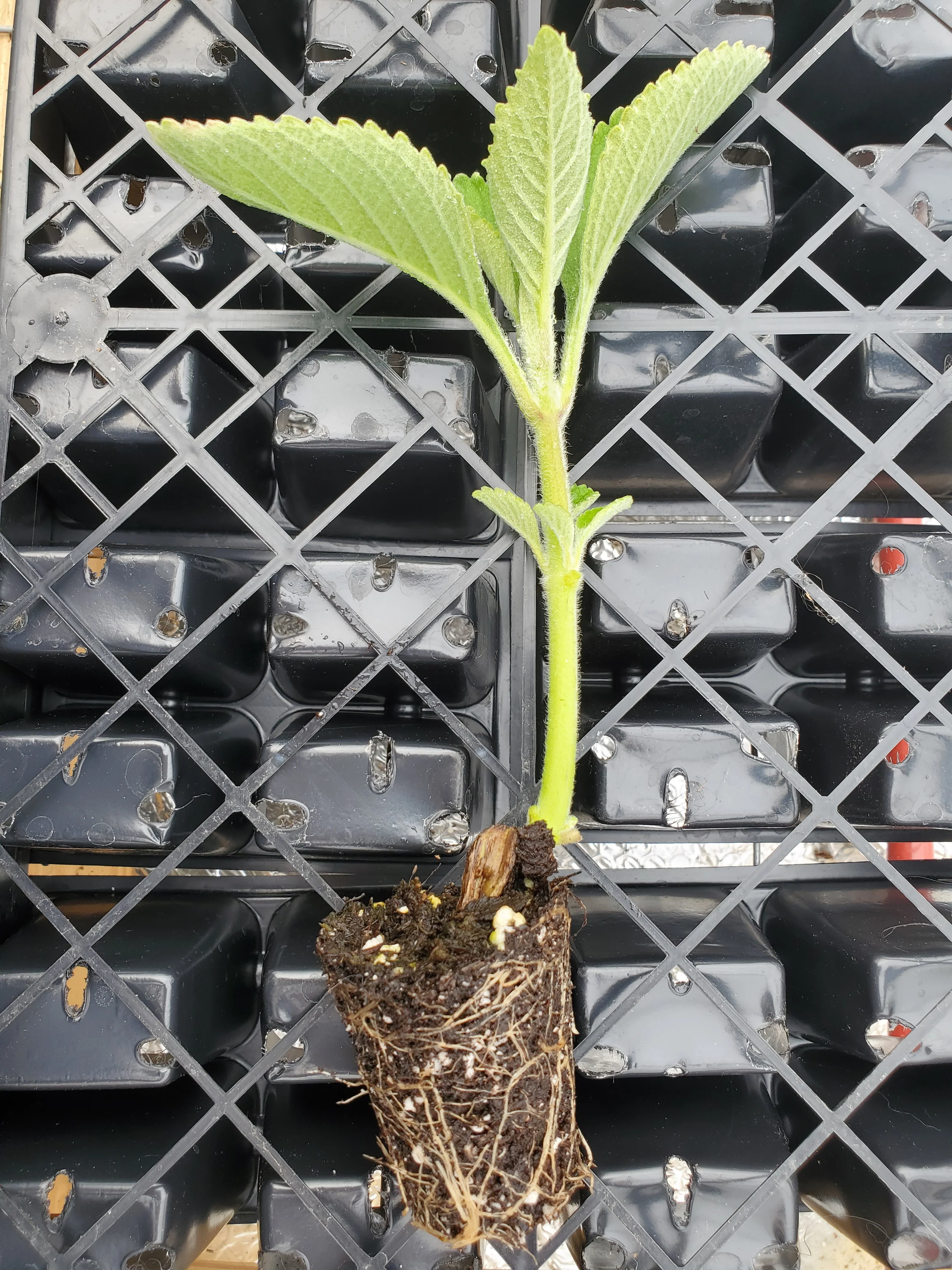 Toilet paper plant plectranthes barbatus - Image 2