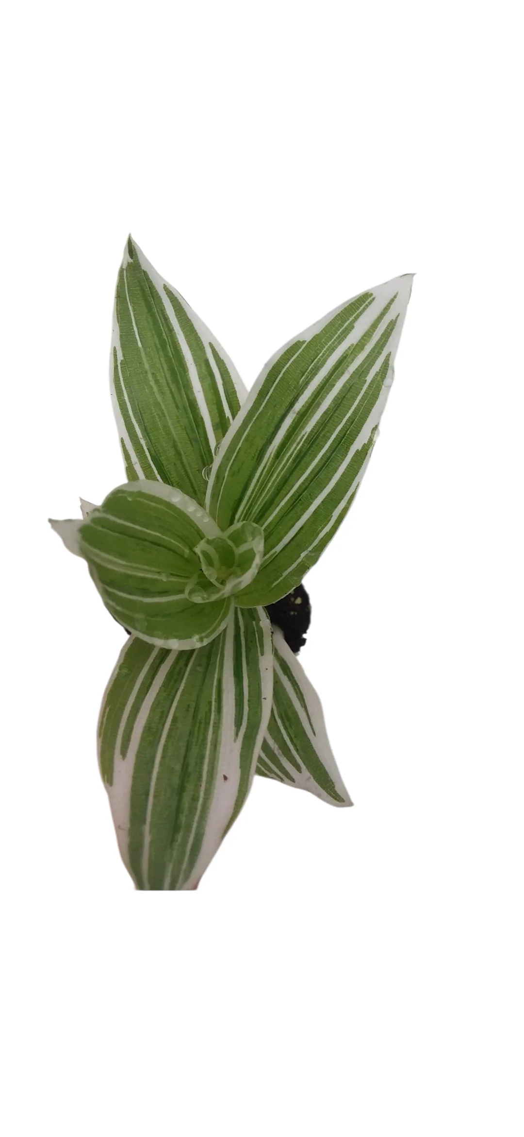 Tradescantia fluminensis