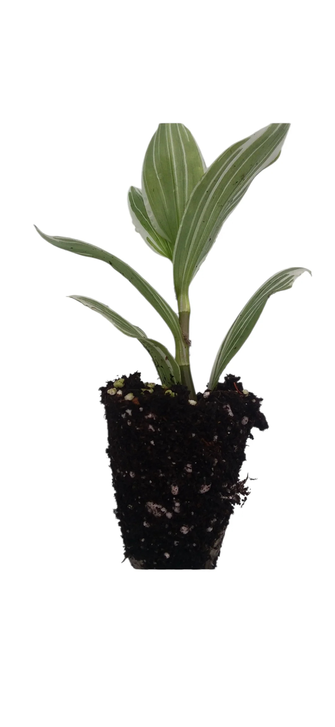Tradescantia fluminensis - Image 2