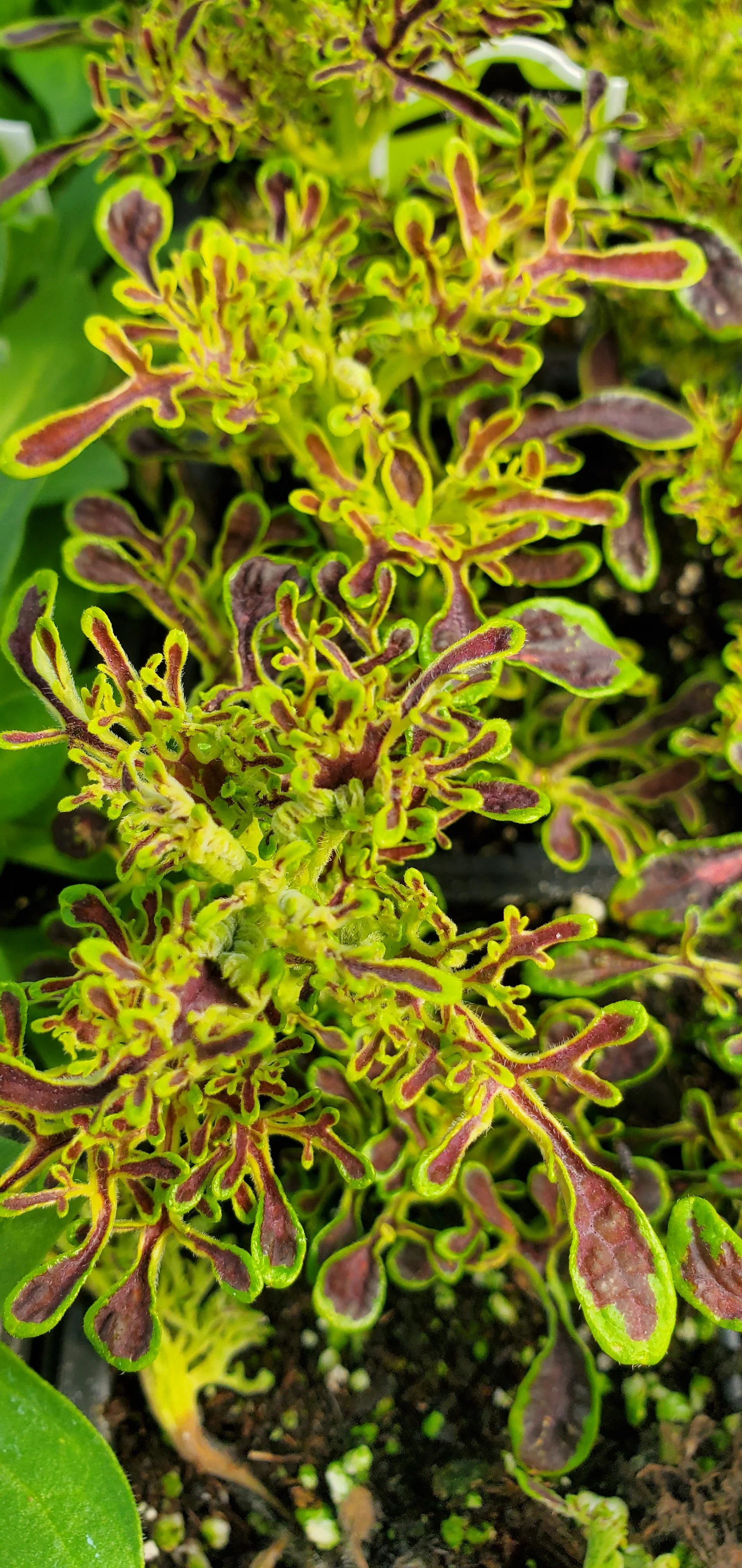 Under The Sea Red Coral Coleus