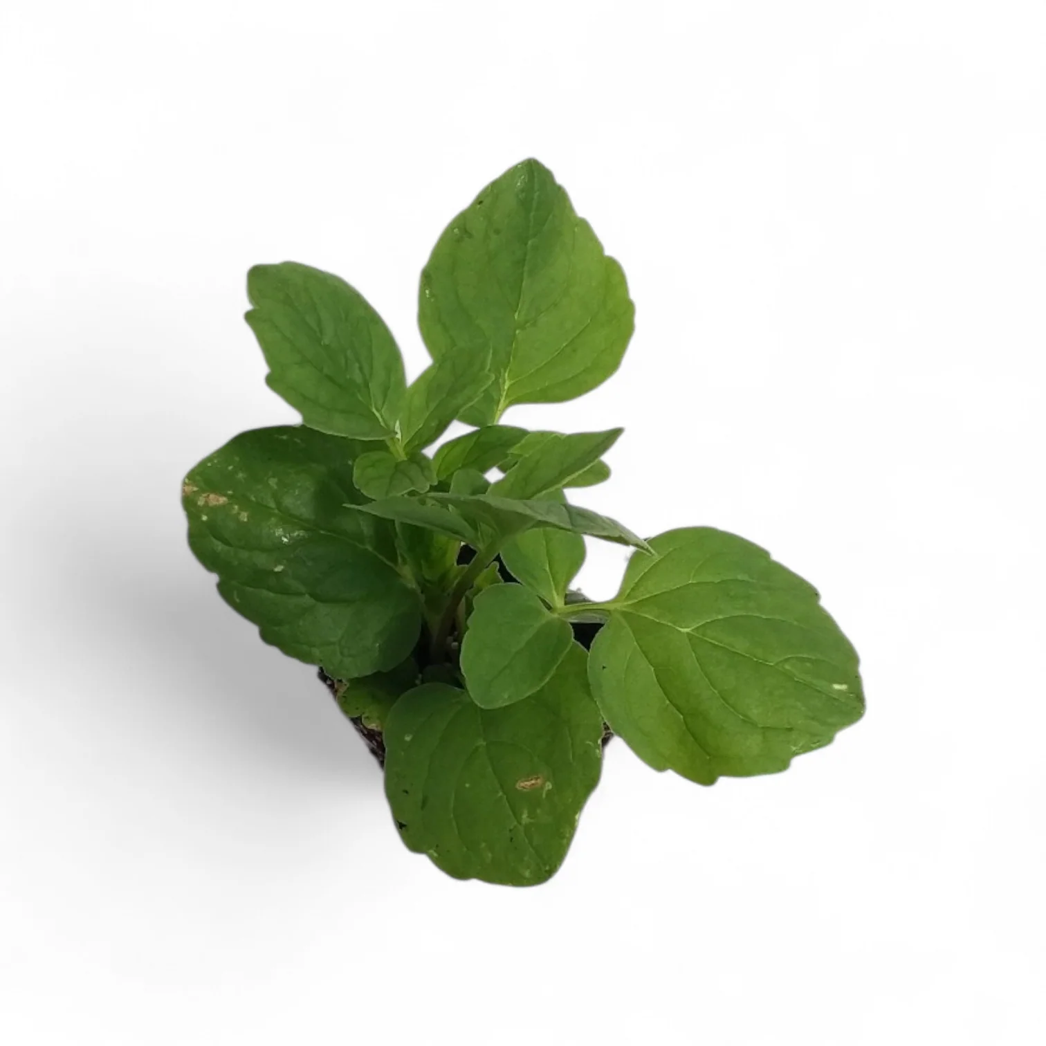Valerian Valeriana Officinalis starter plant - Image 3