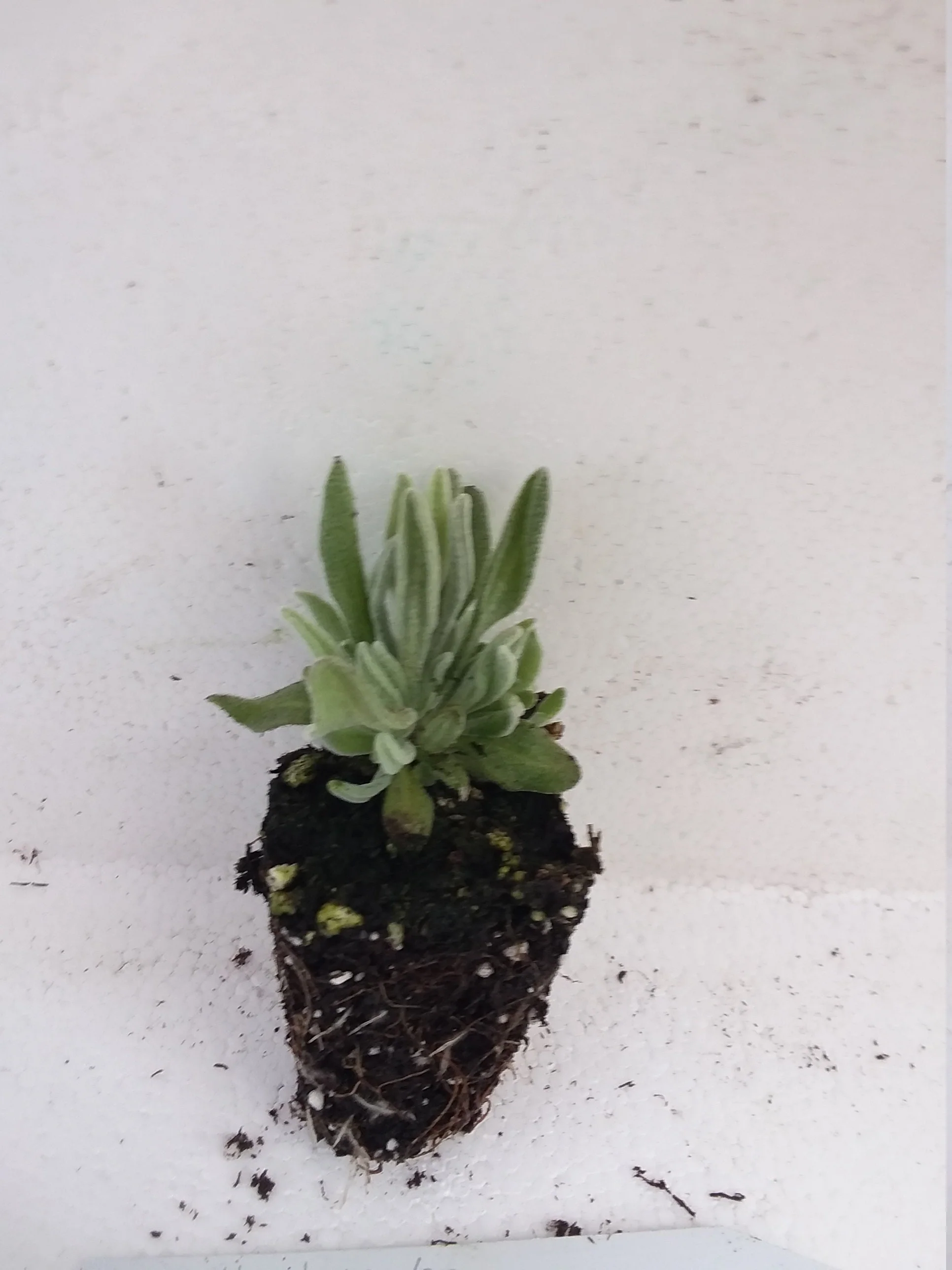 Woolly Lavender starter plant  Lavender Lanata - Image 3