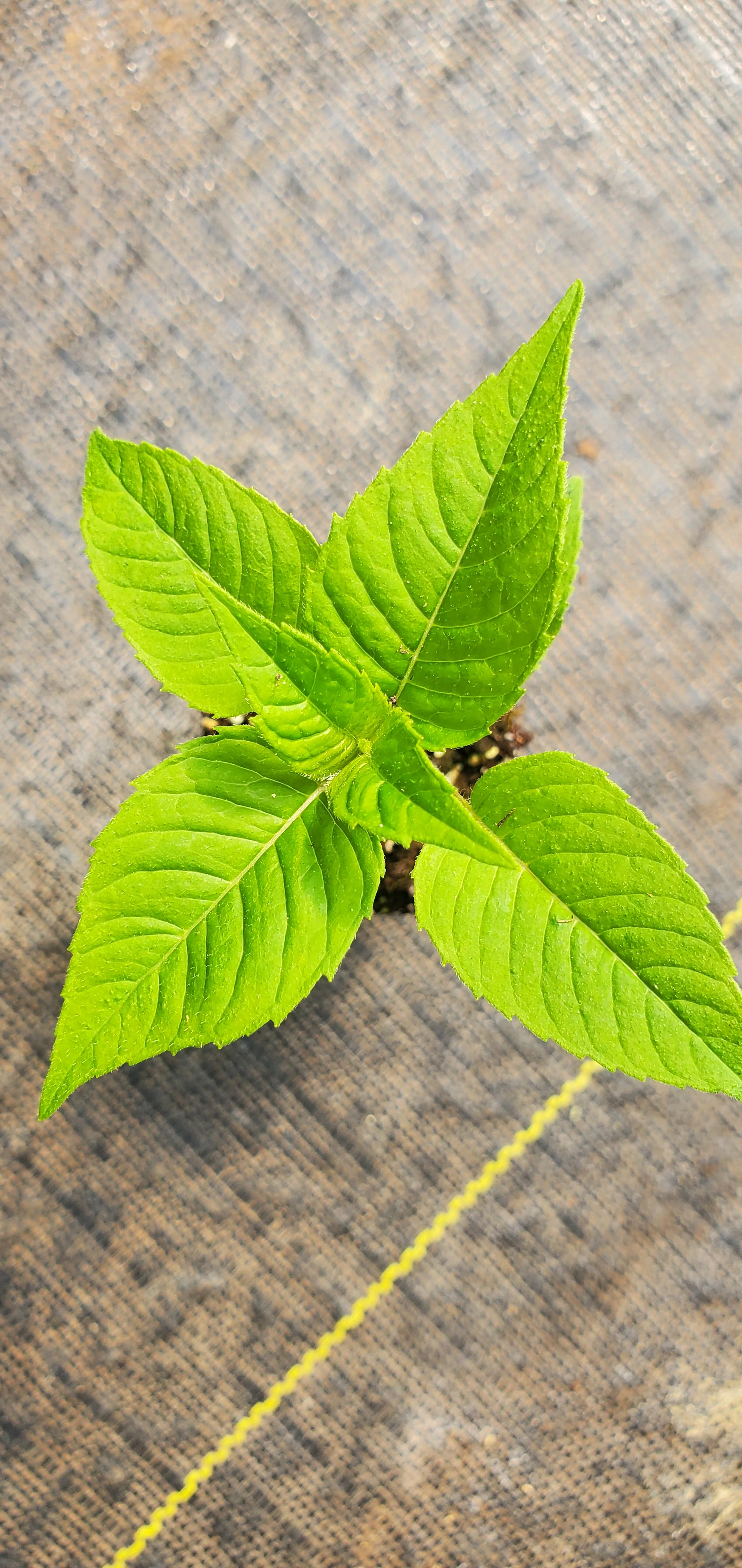 Yellow Beebalm
